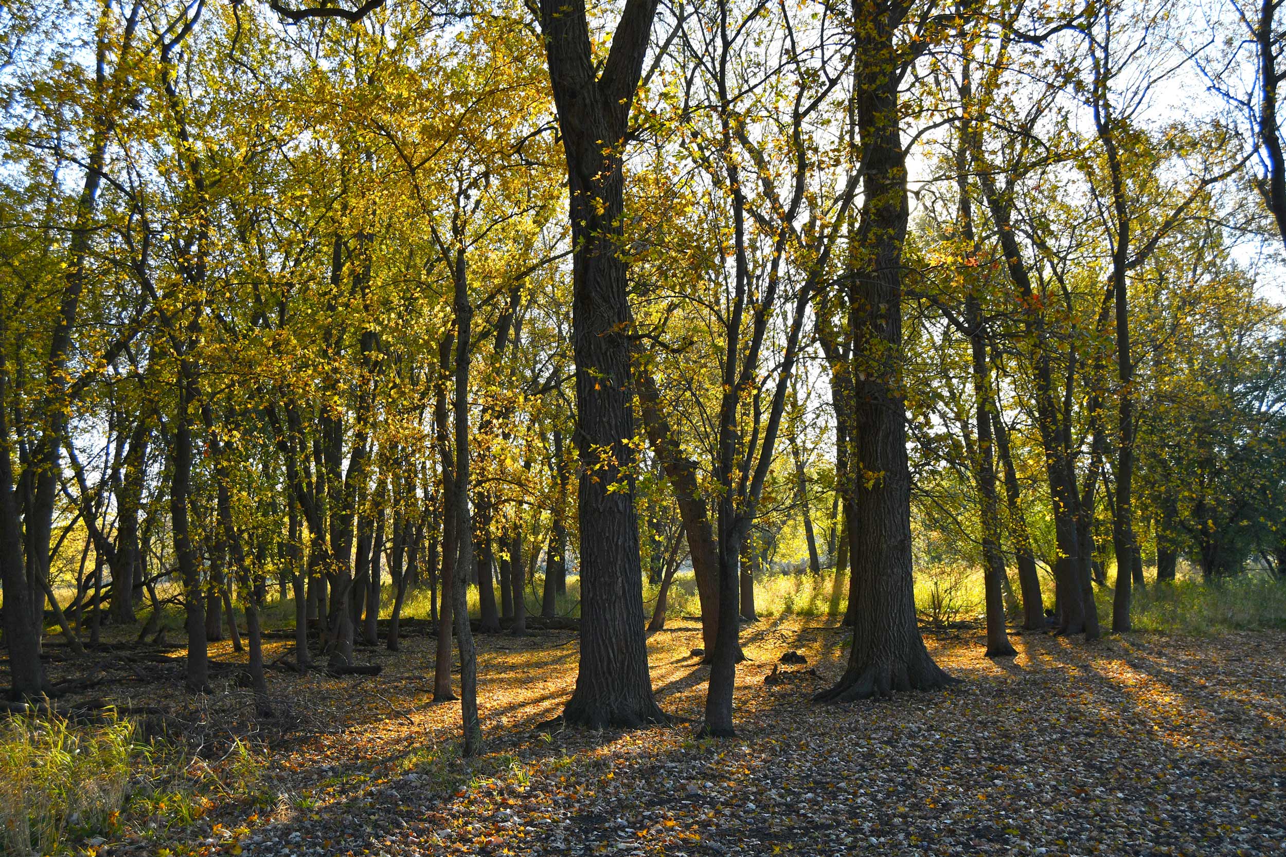 Trees with fall color along the trail at Isle a la Cache.