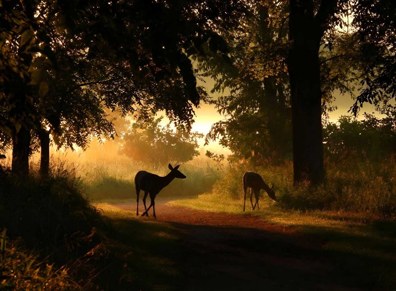 Two deer standing on a trail lined by trees with the sun setting in the background.