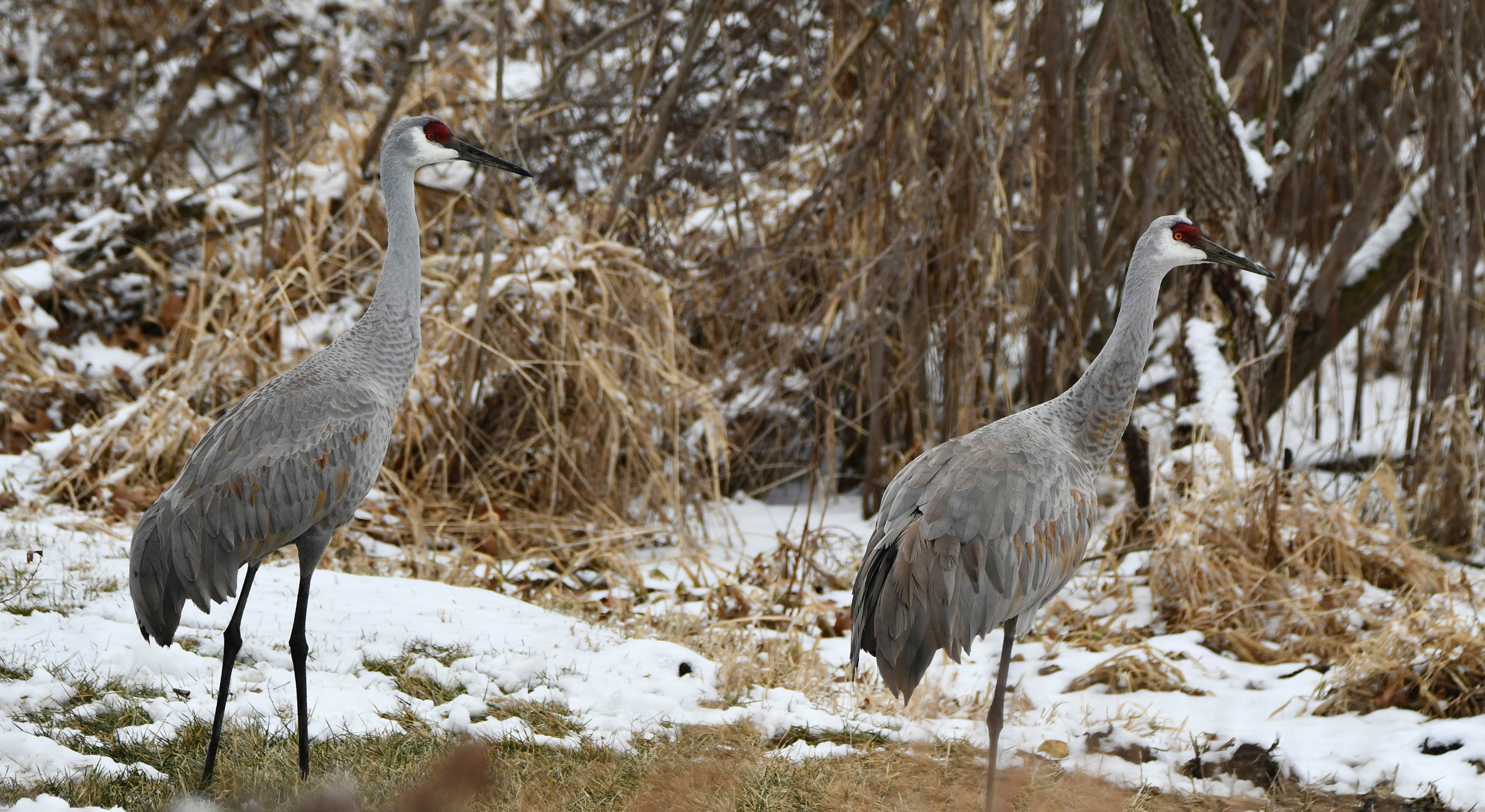 Sandhill Crane National Wildlife Federation >> Monogamy Over Migration Forest Preserve District Of Will County Sandhill Crane National Wildlife Federation >> Monogamy Over Migration Forest Preserve District Of Will County