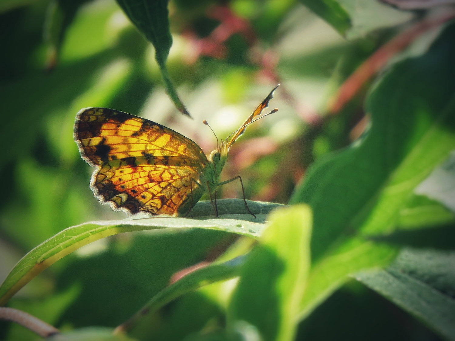 A butterfly on a green leaf