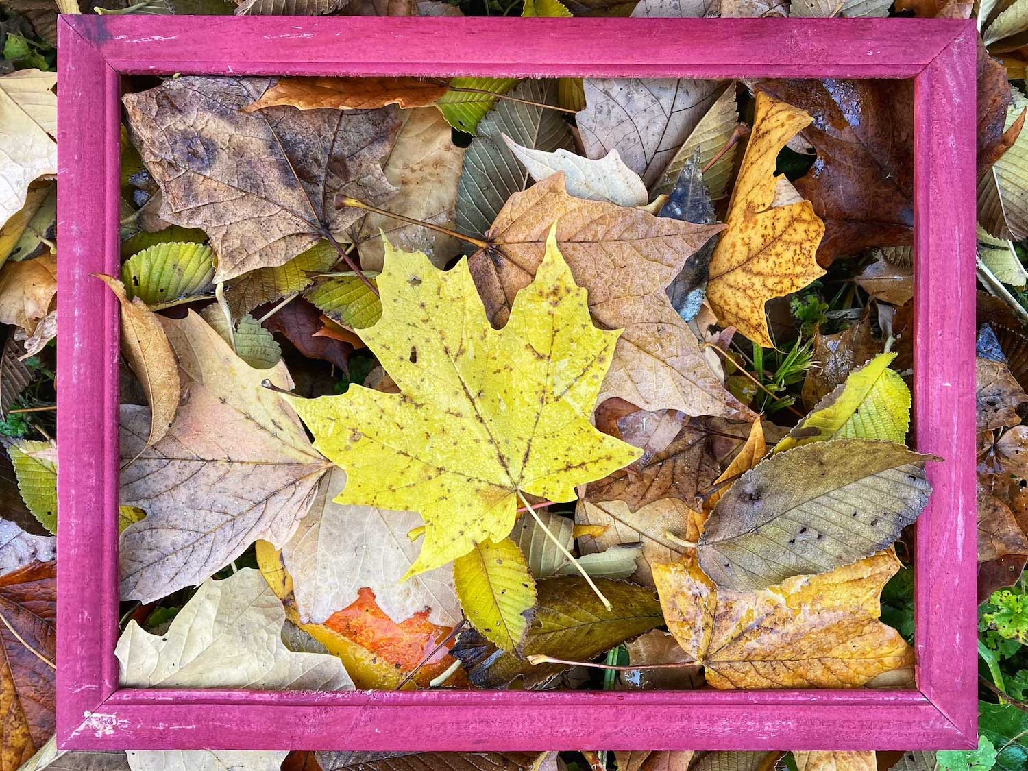 A wooden picture frame on the ground framing fallen leaves.