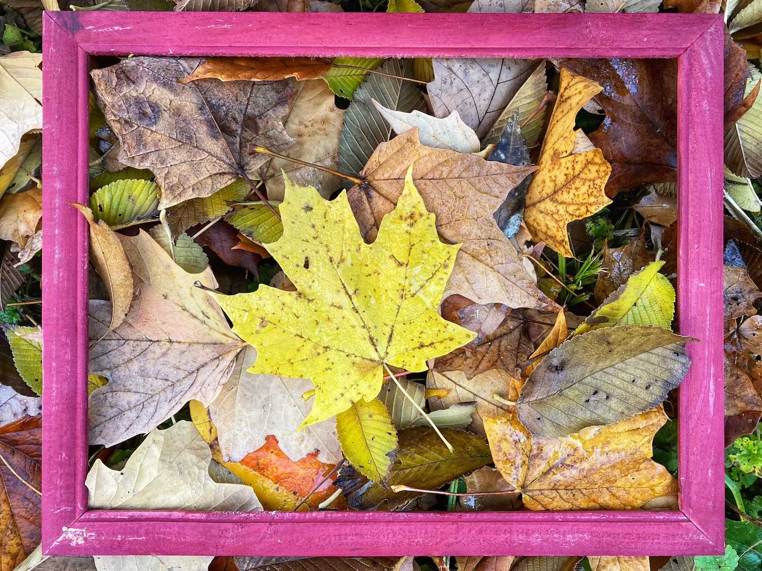 A wooden frame around leaves on the ground.