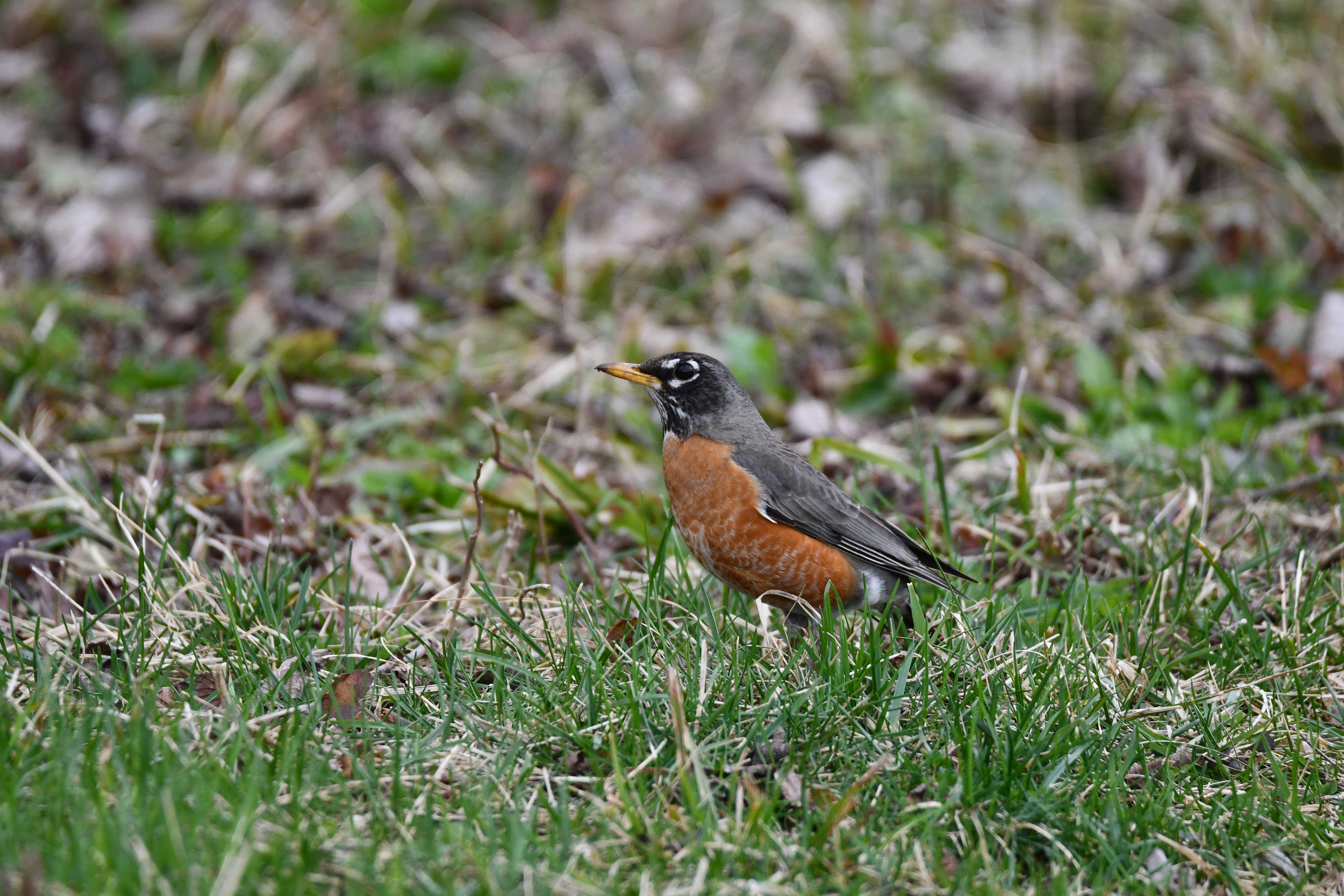 An American robin on the ground.