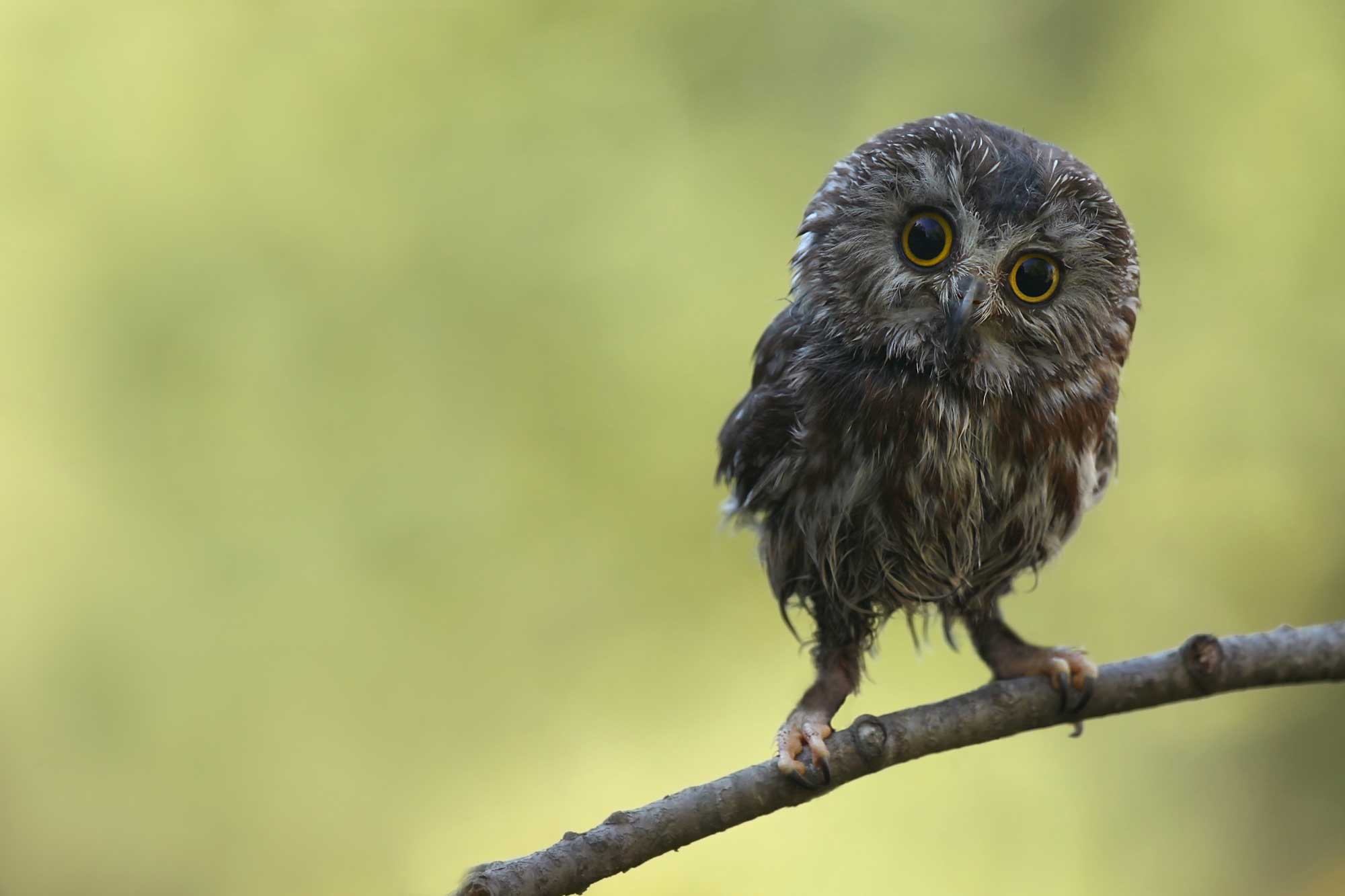 A northern saw-whet owl perched on a broken branch.