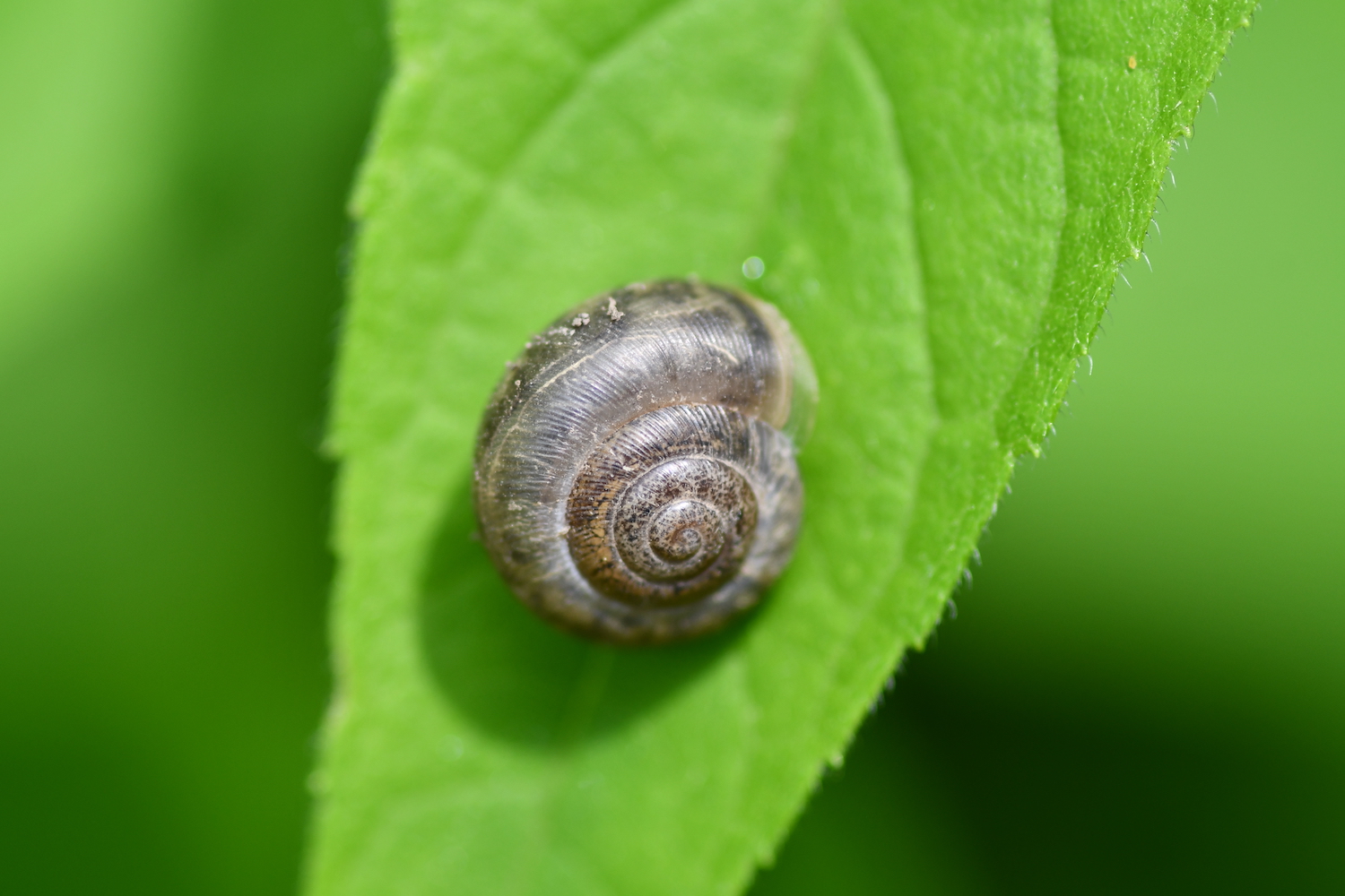 A snail on a leaf.