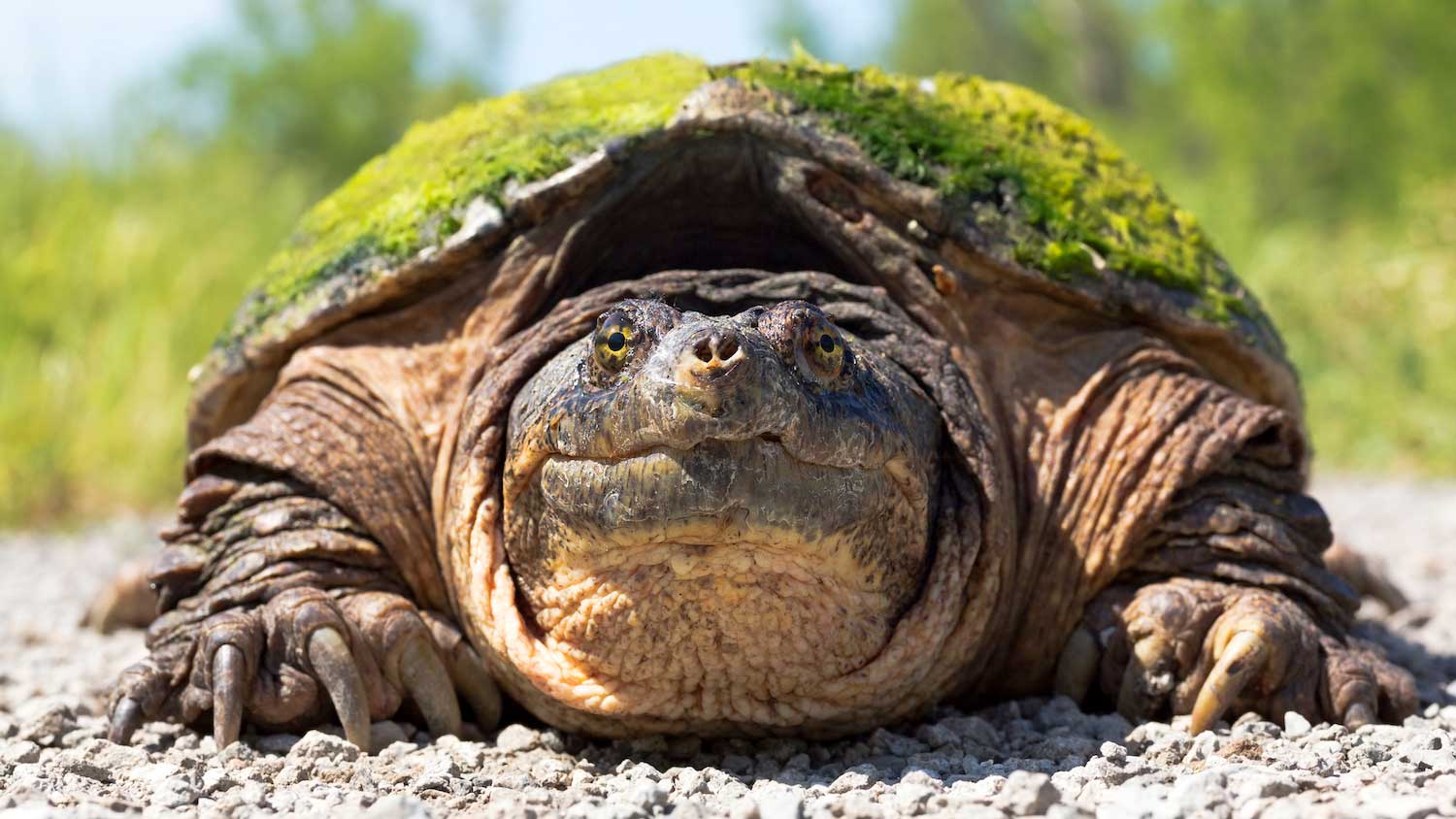 Five fast facts about those not-so-ferocious snapping turtles | Forest  Preserve District of Will County
