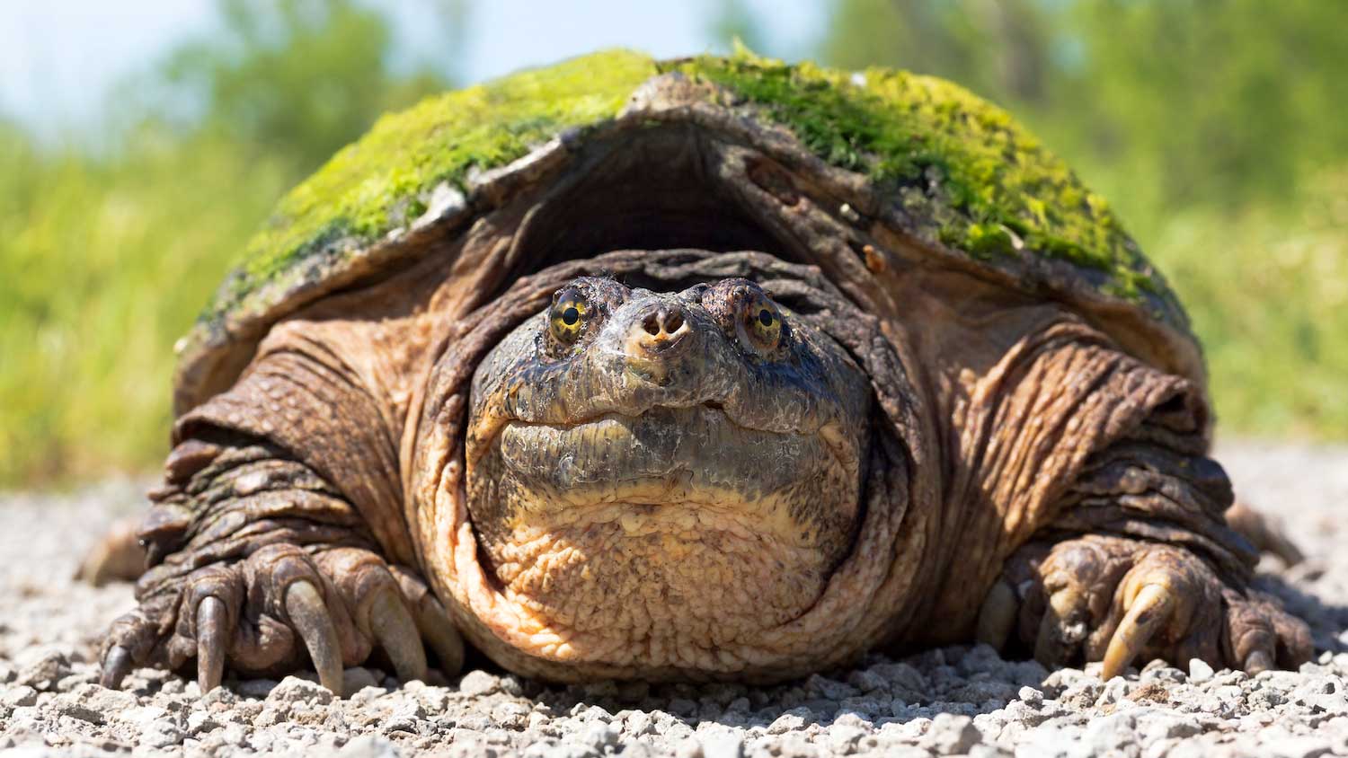 A snapping turtle on a trail.