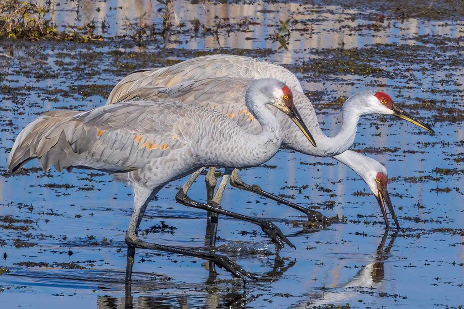 Sandhill cranes standing next to each other in the water.