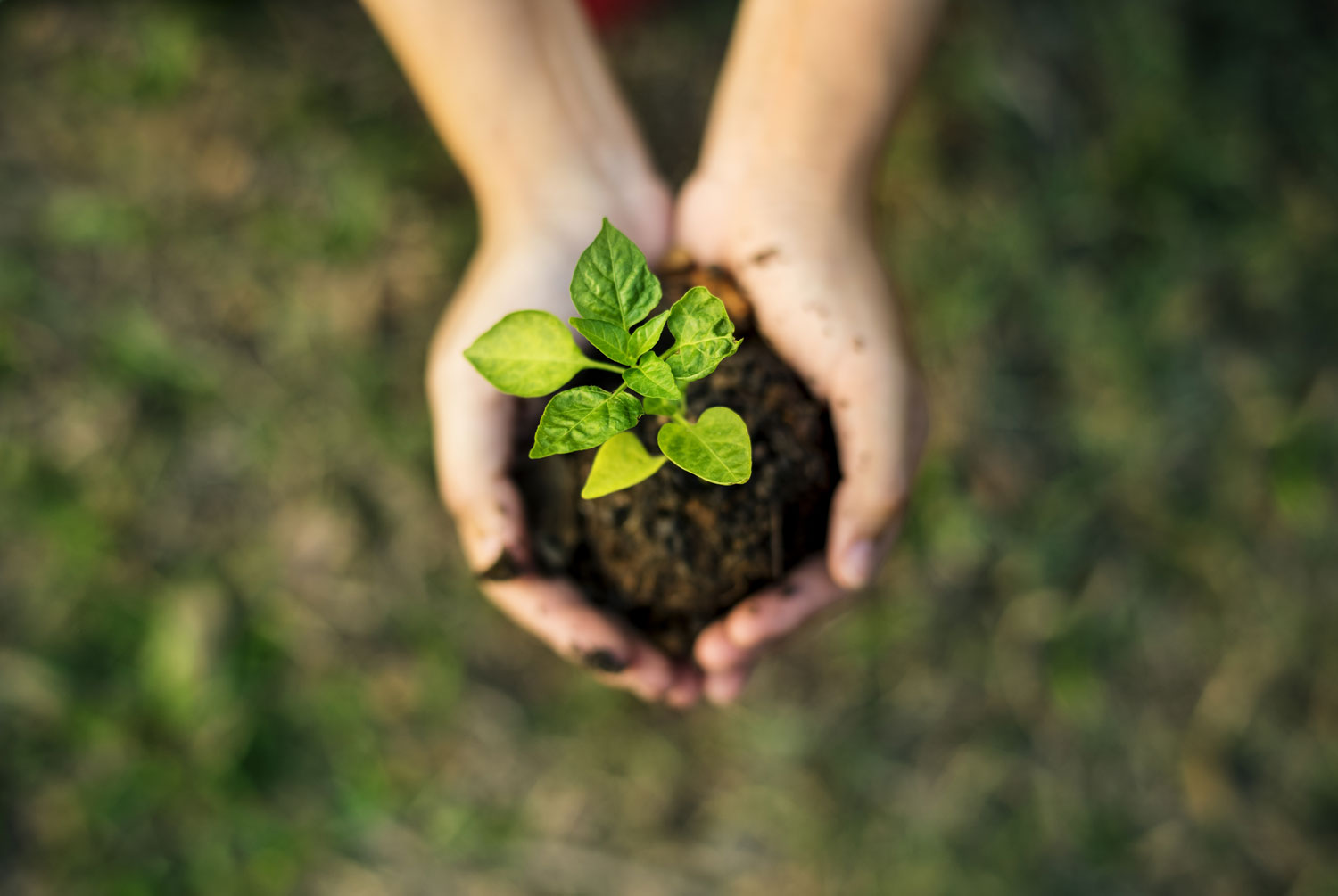 An overhead view of someone holding a seedling in soil in their hands.