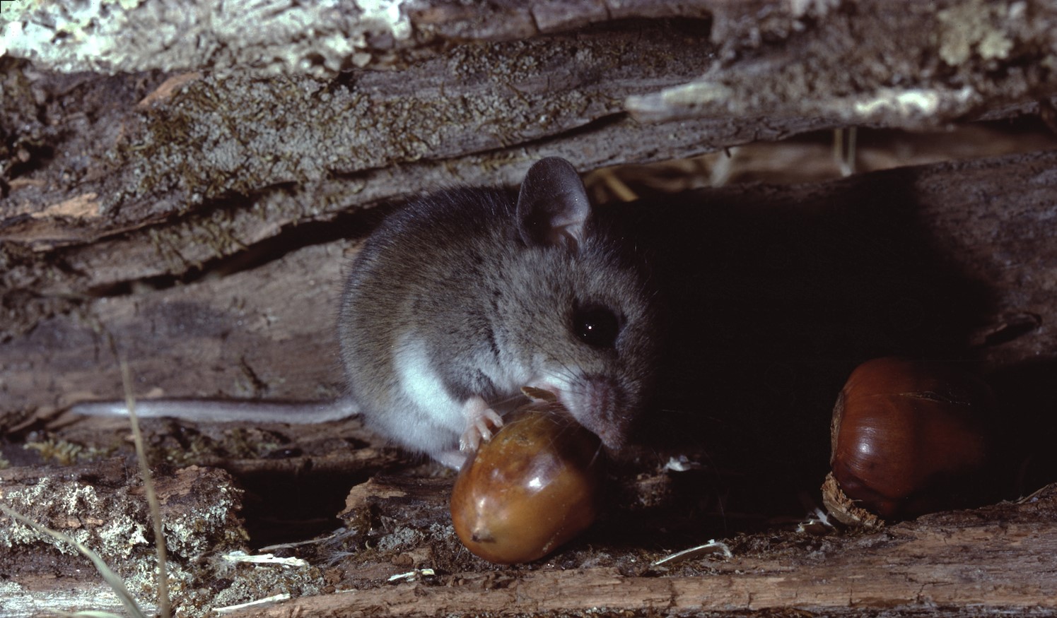 A white-footed mouse eating a nut.