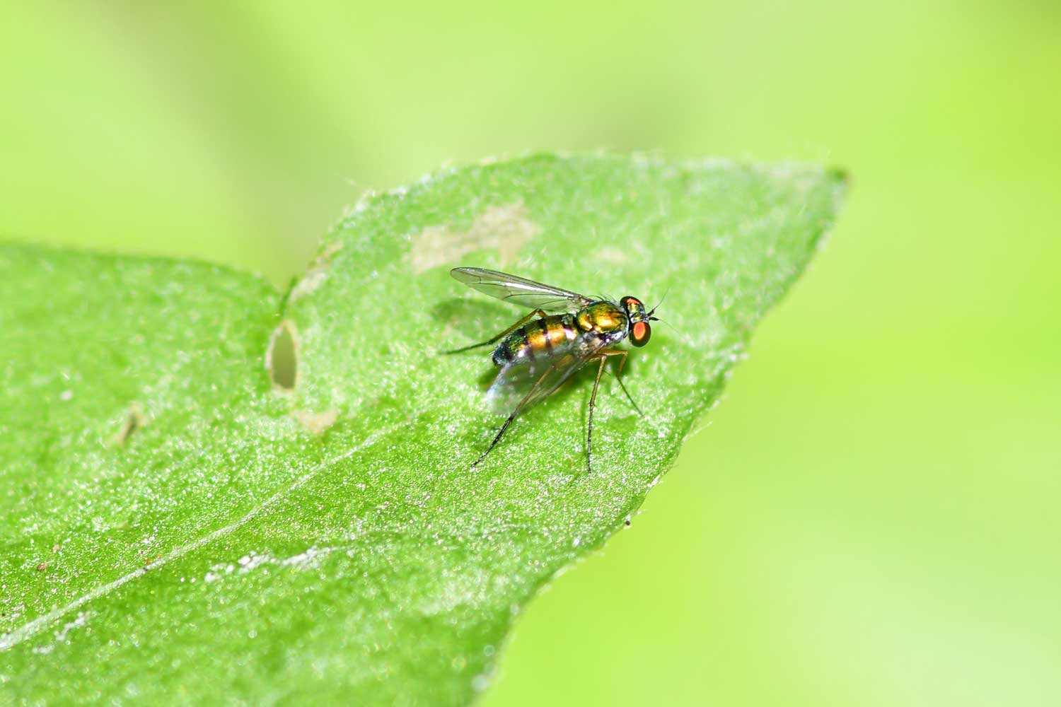 Common green bottlefly landed on a leaf.