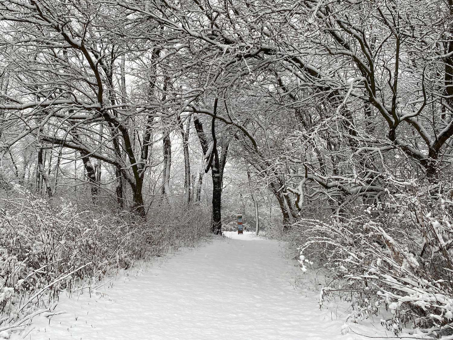 A snow-covered trail lined by snow-covered trees.