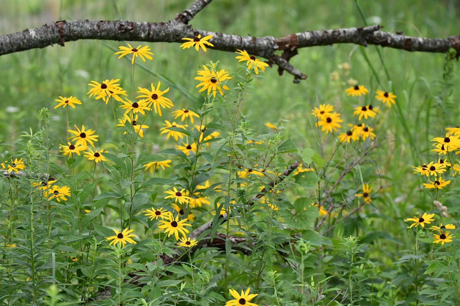 A large group of black-eyed Susans with a few tree branches scattered across the ground.