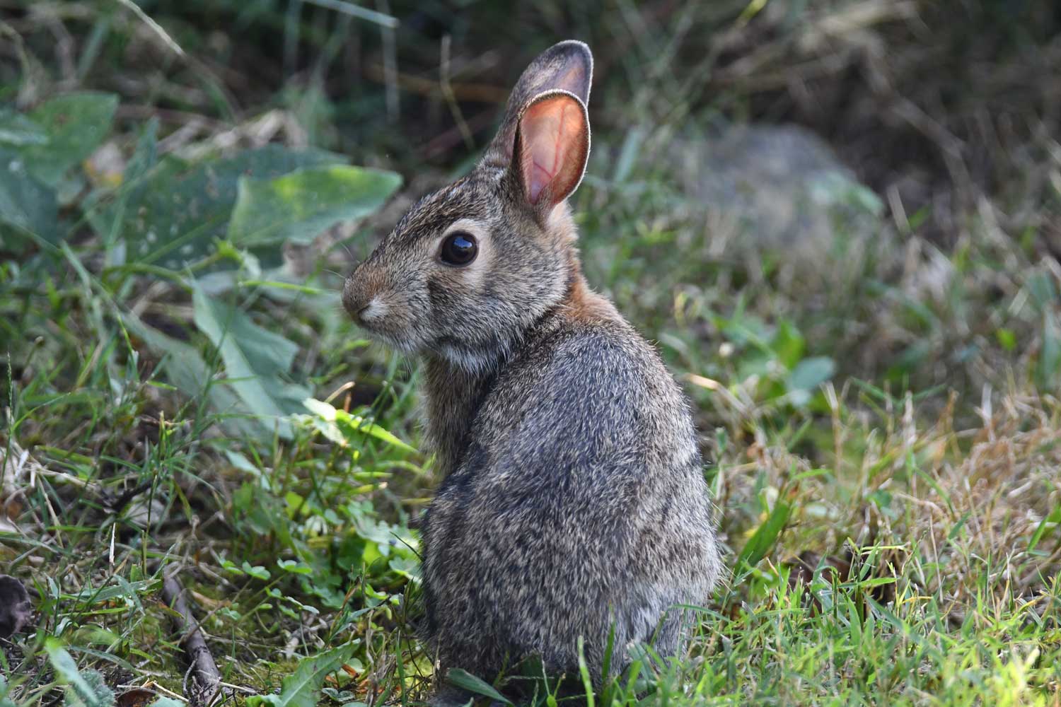 A cottontail rabbit sitting in the grass.