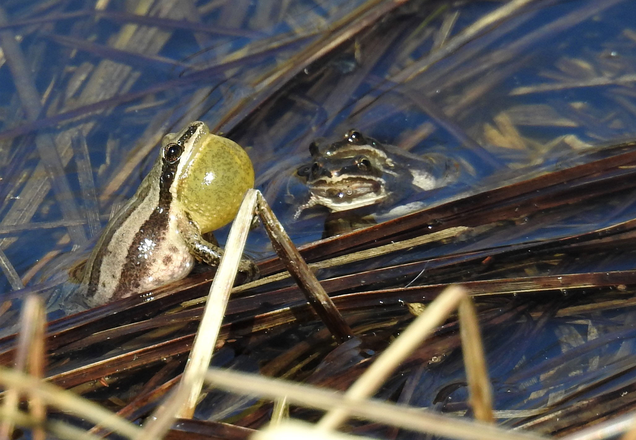 A chorus frog with its throat outstretched.