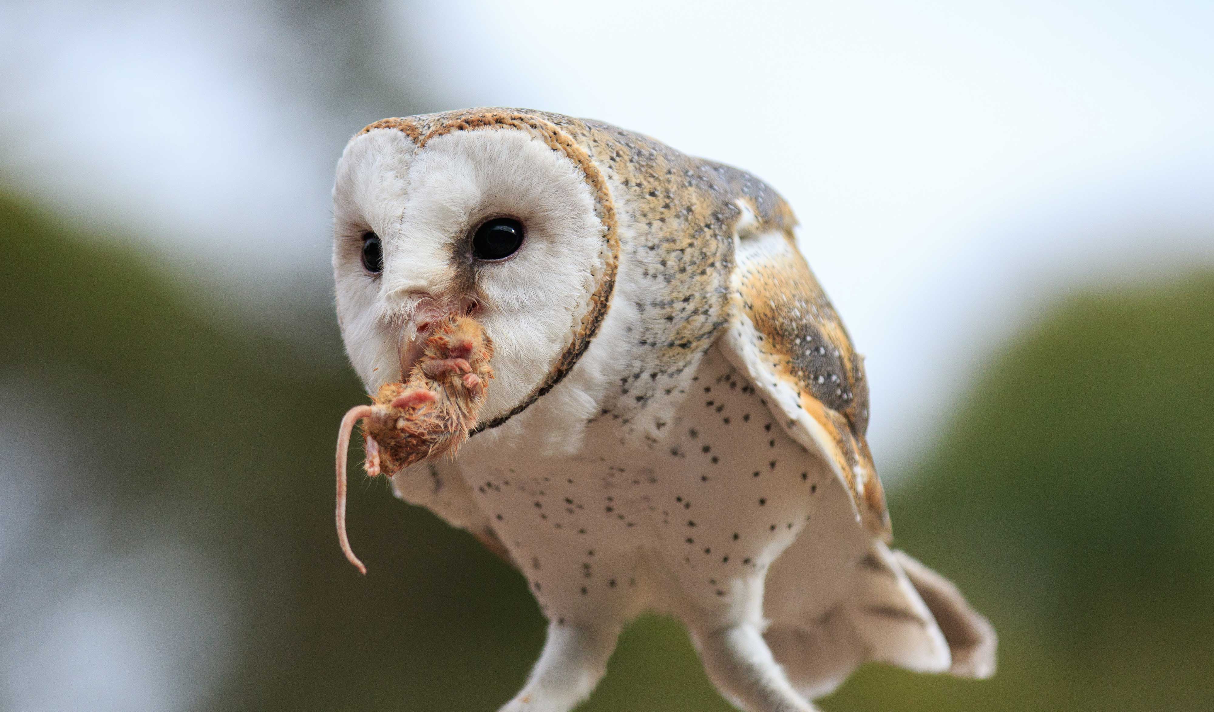 Barn owl eating a rodent