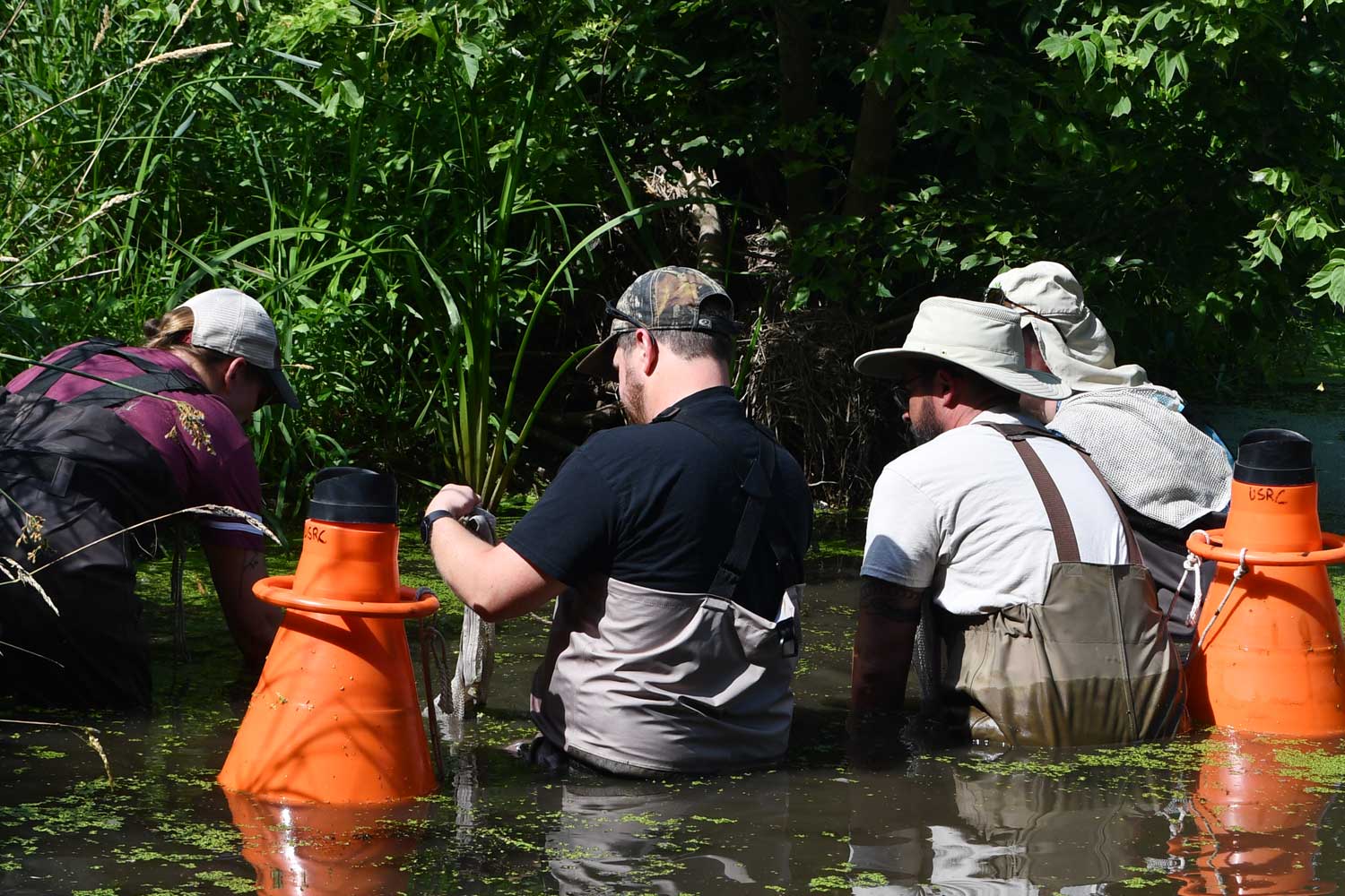 Group of people reaching into a creek in search of freshwater mussels.
