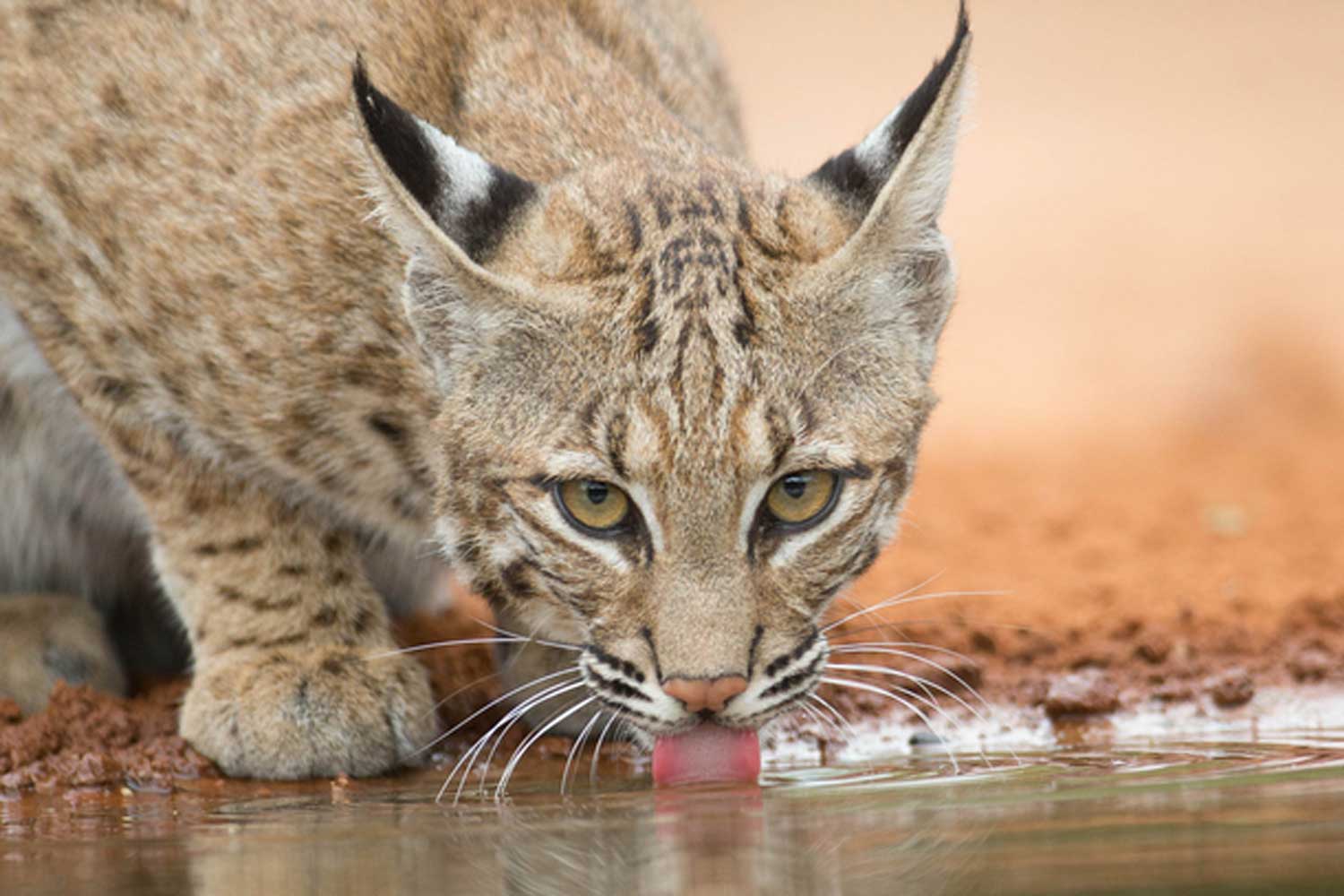 Bobcat drinking water.