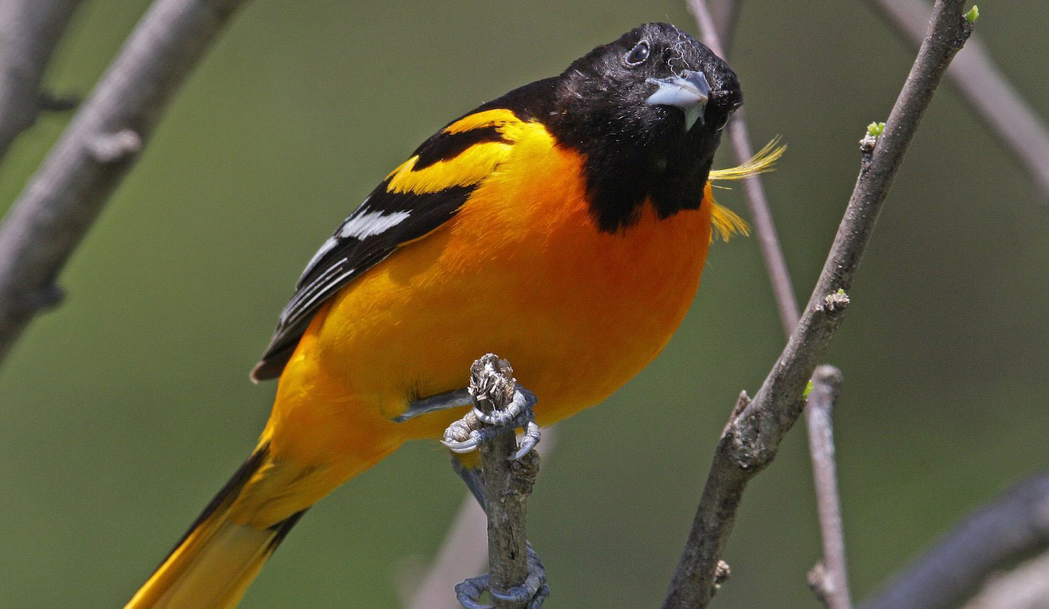 A Baltimore oriole on a branch.