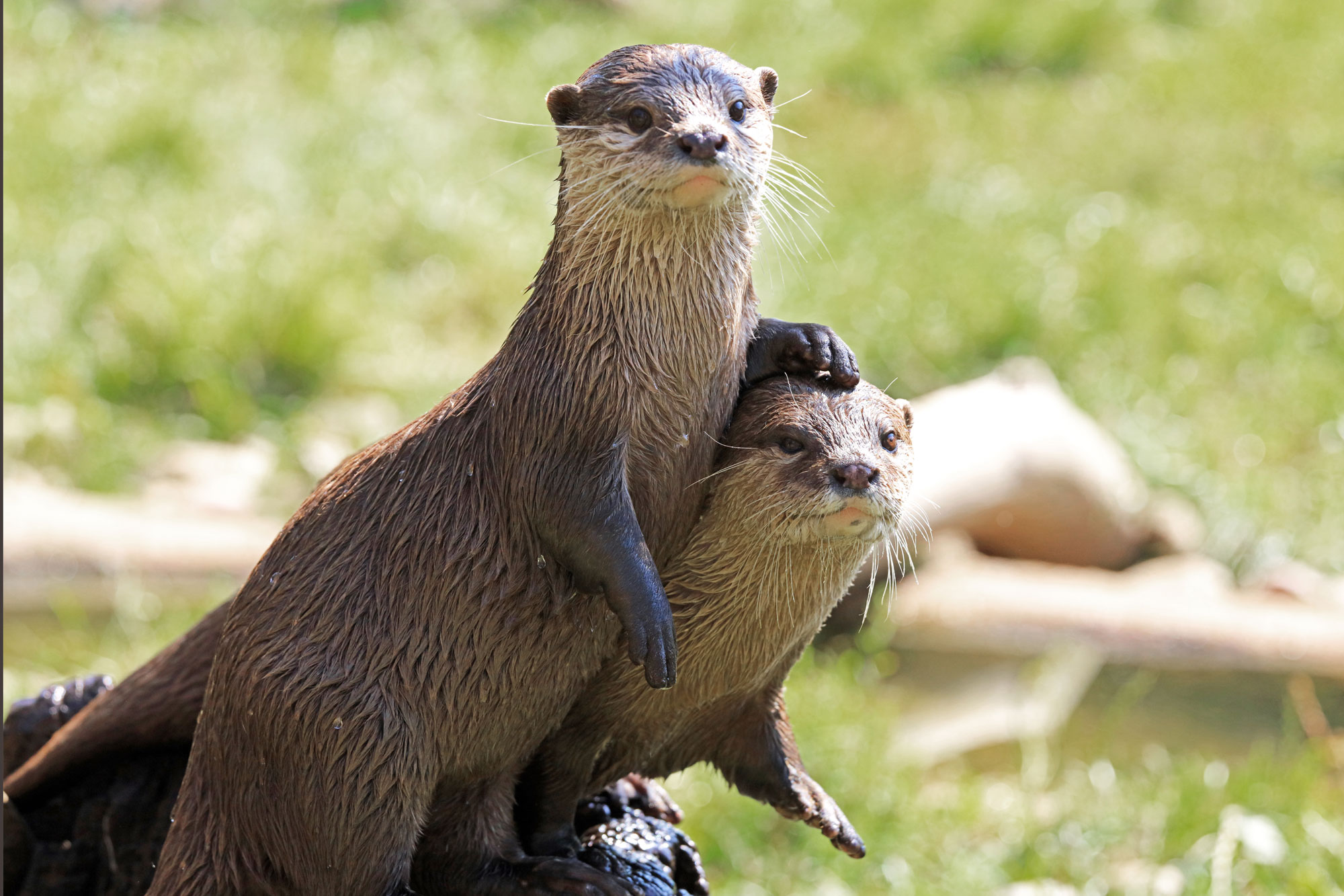 Two river otters on the ground