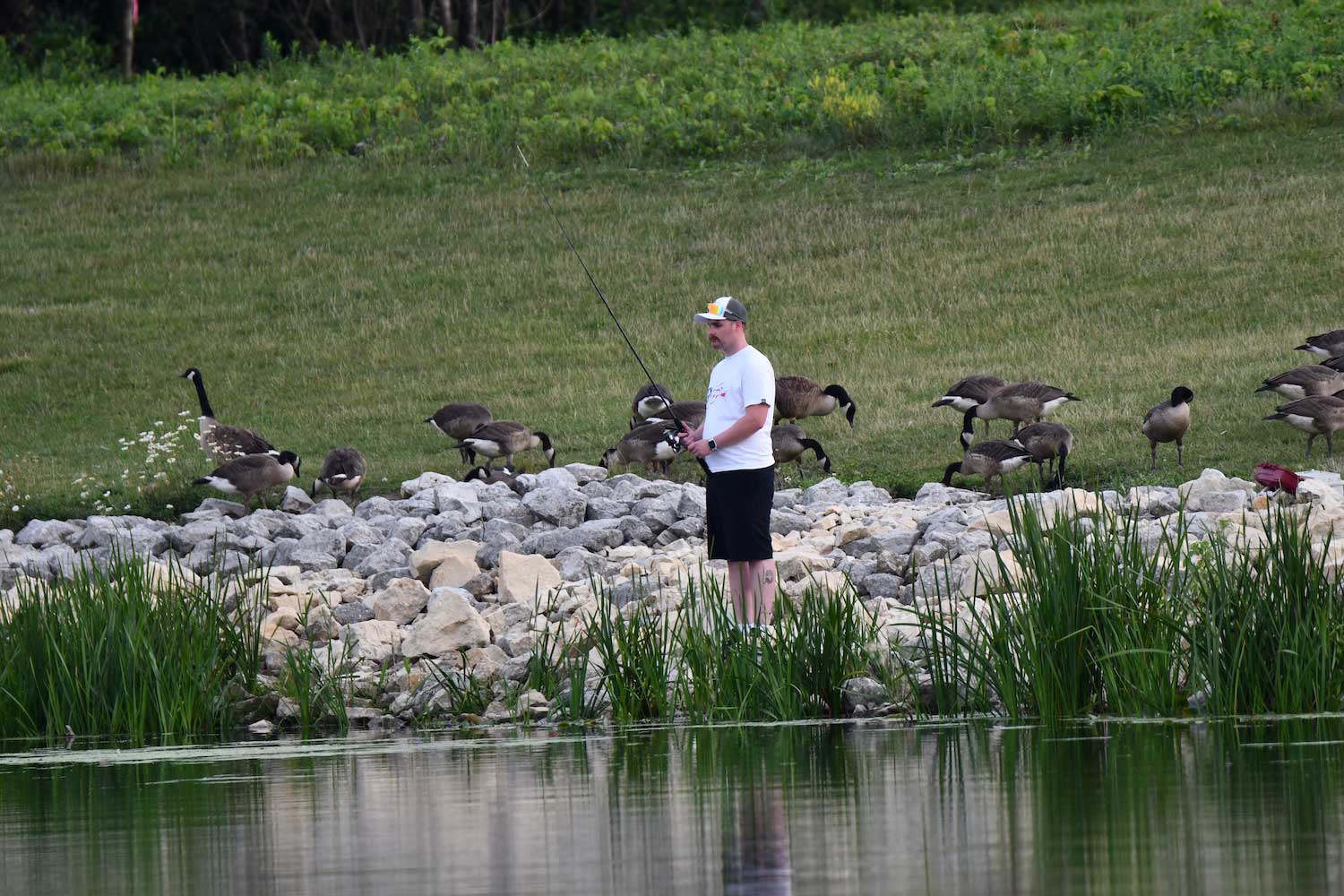 A person fishing along a shoreline with geese in the background.