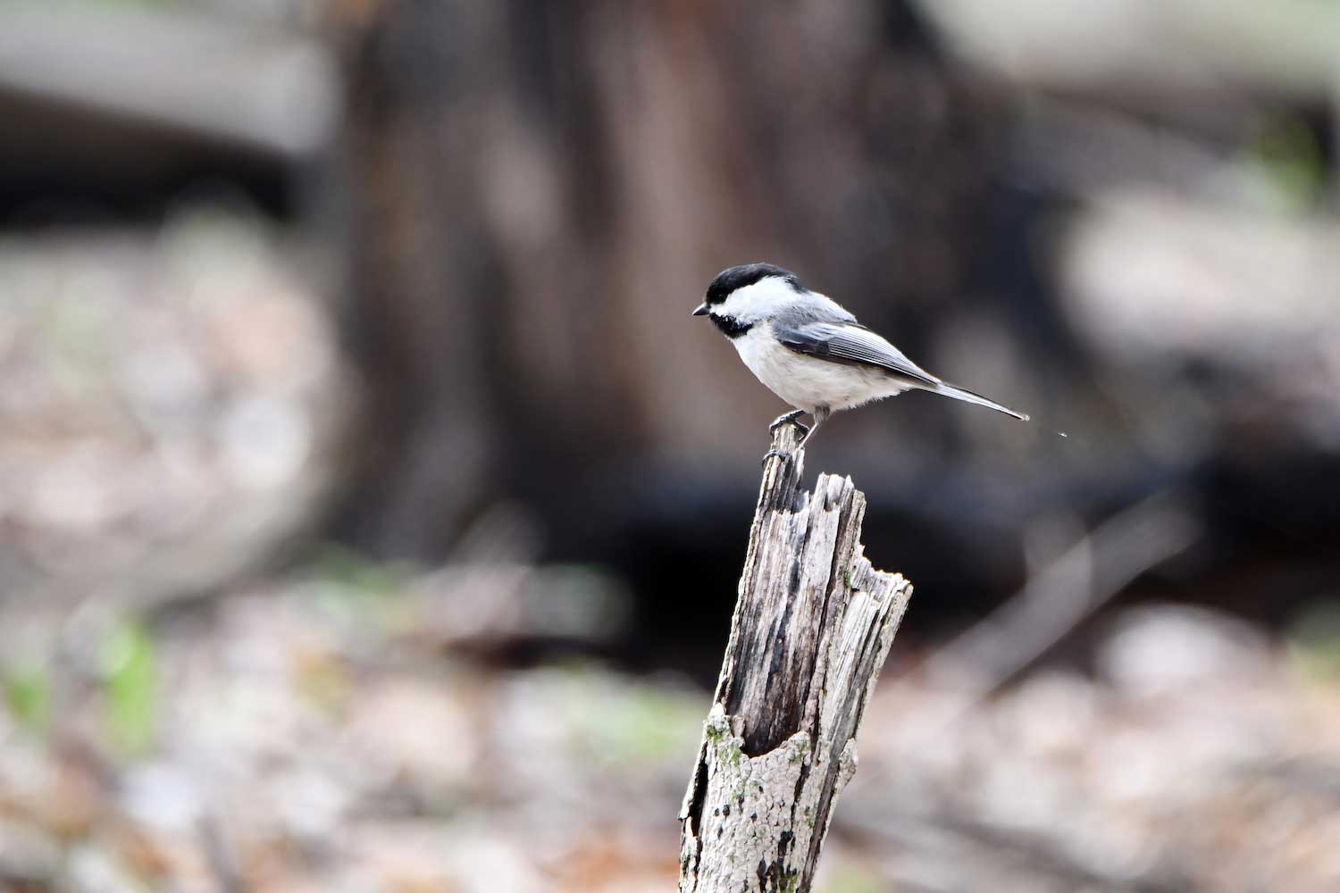 A black-capped chickadee perched atop a broken tree branch.