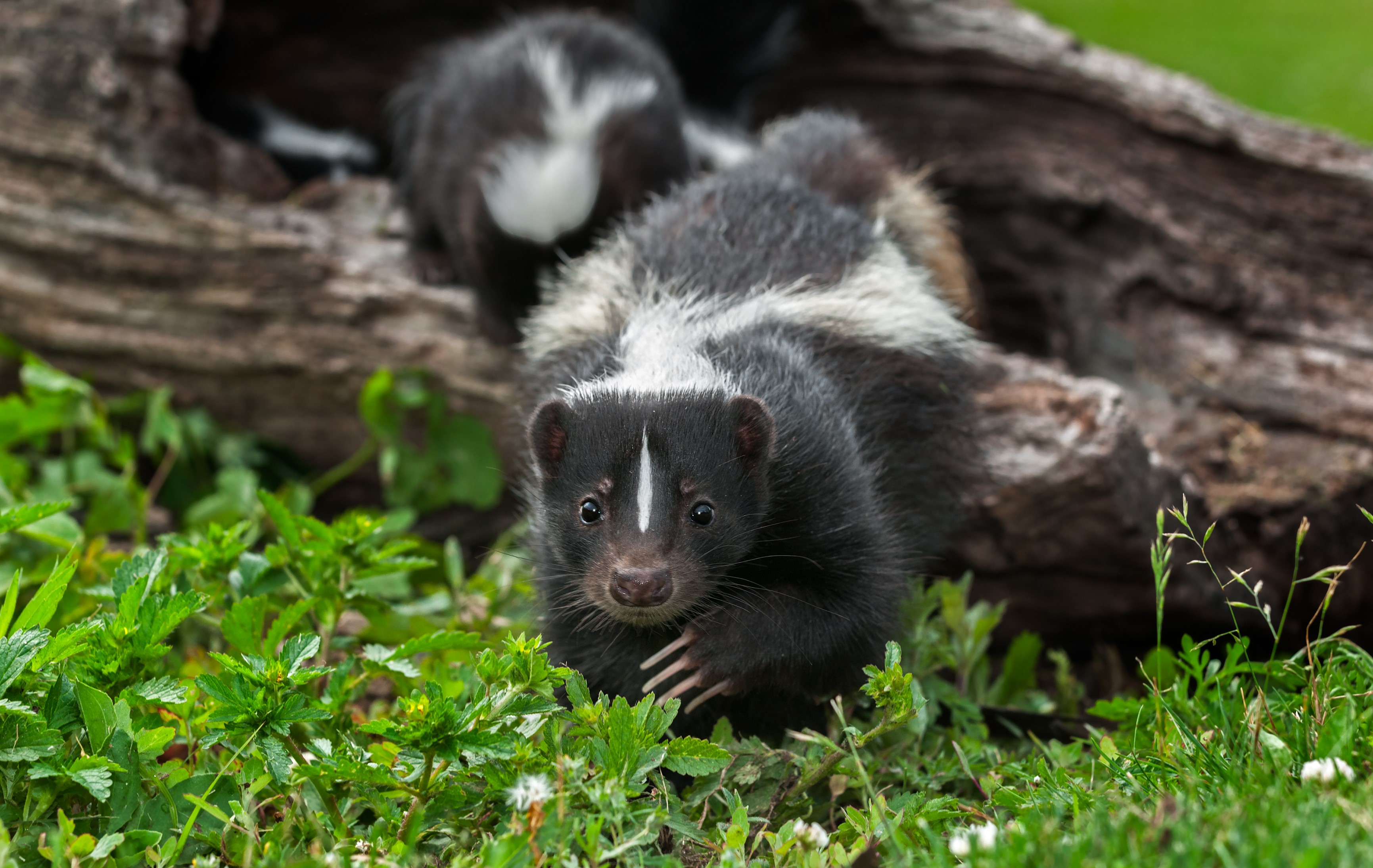 A skunk walking toward the camera.