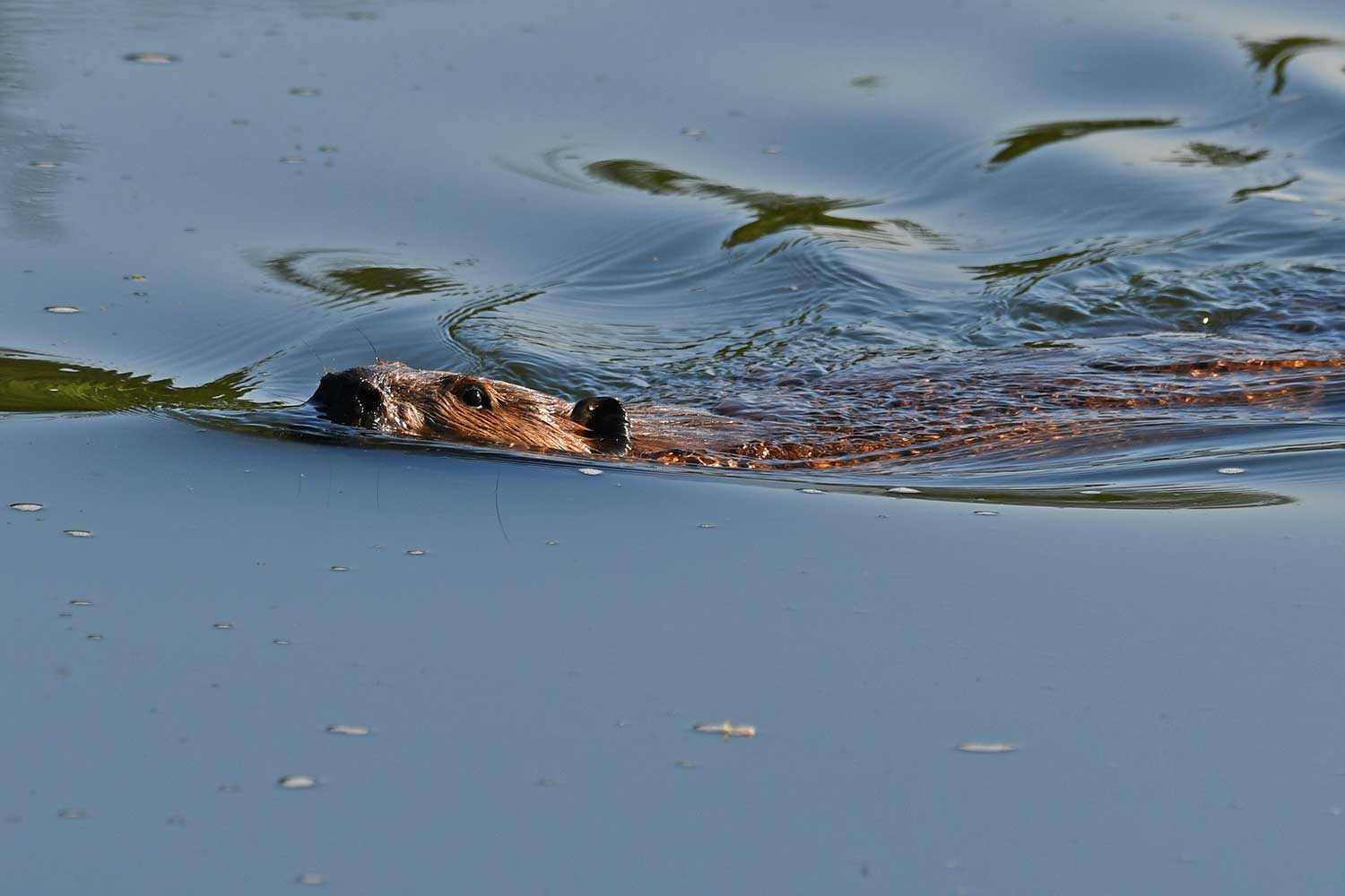 A beaver swimming with just its nose and top of its head above water.