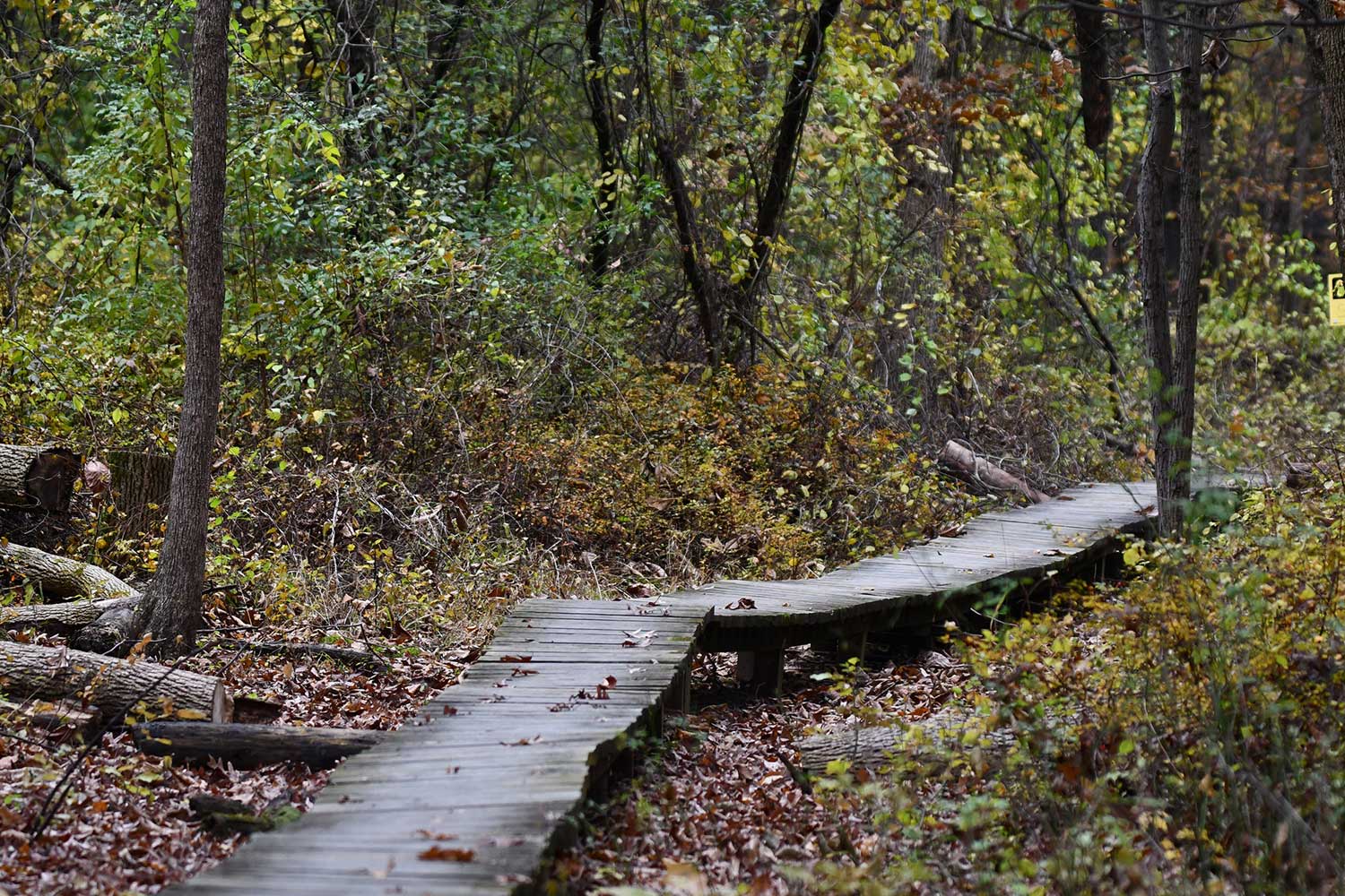 A wooden boardwalk cutting through a forest with fallen leaves covering the forest floor.