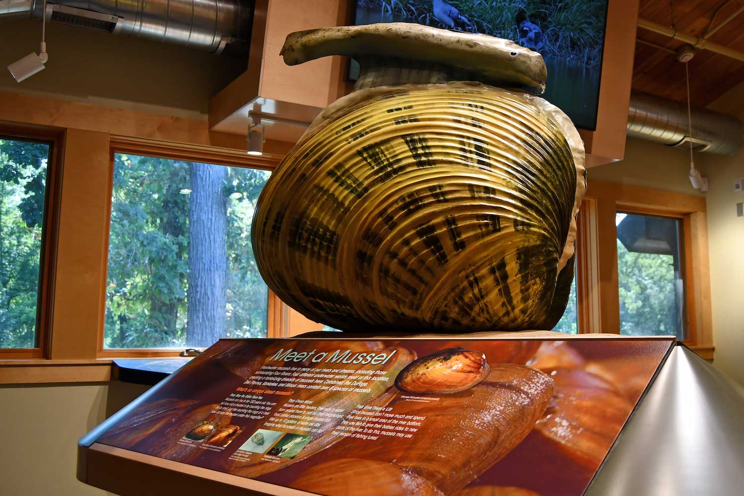 A large fabricated mussel shell included in a nature center exhibit.