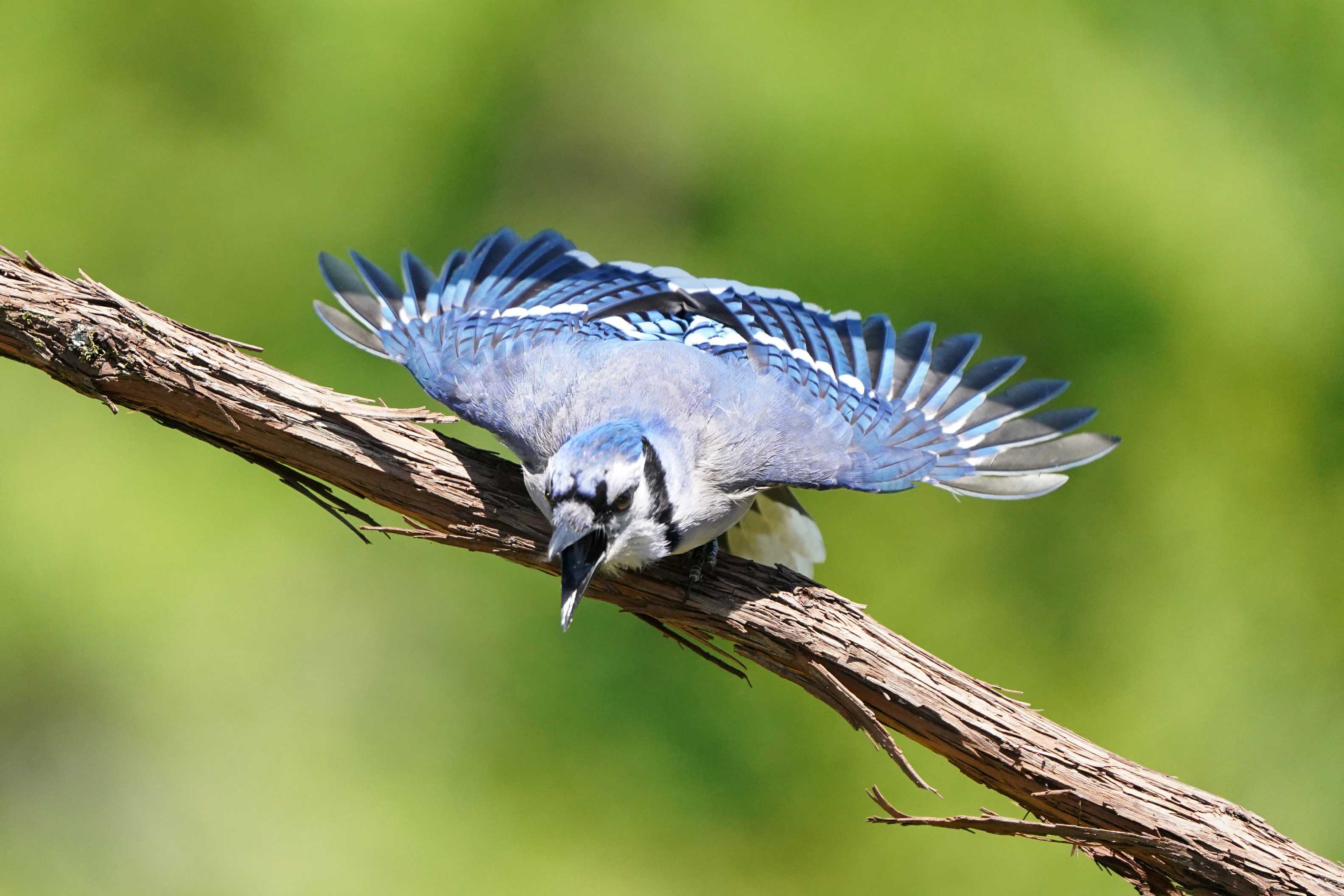 A blue jay with its mouth open on a branch.