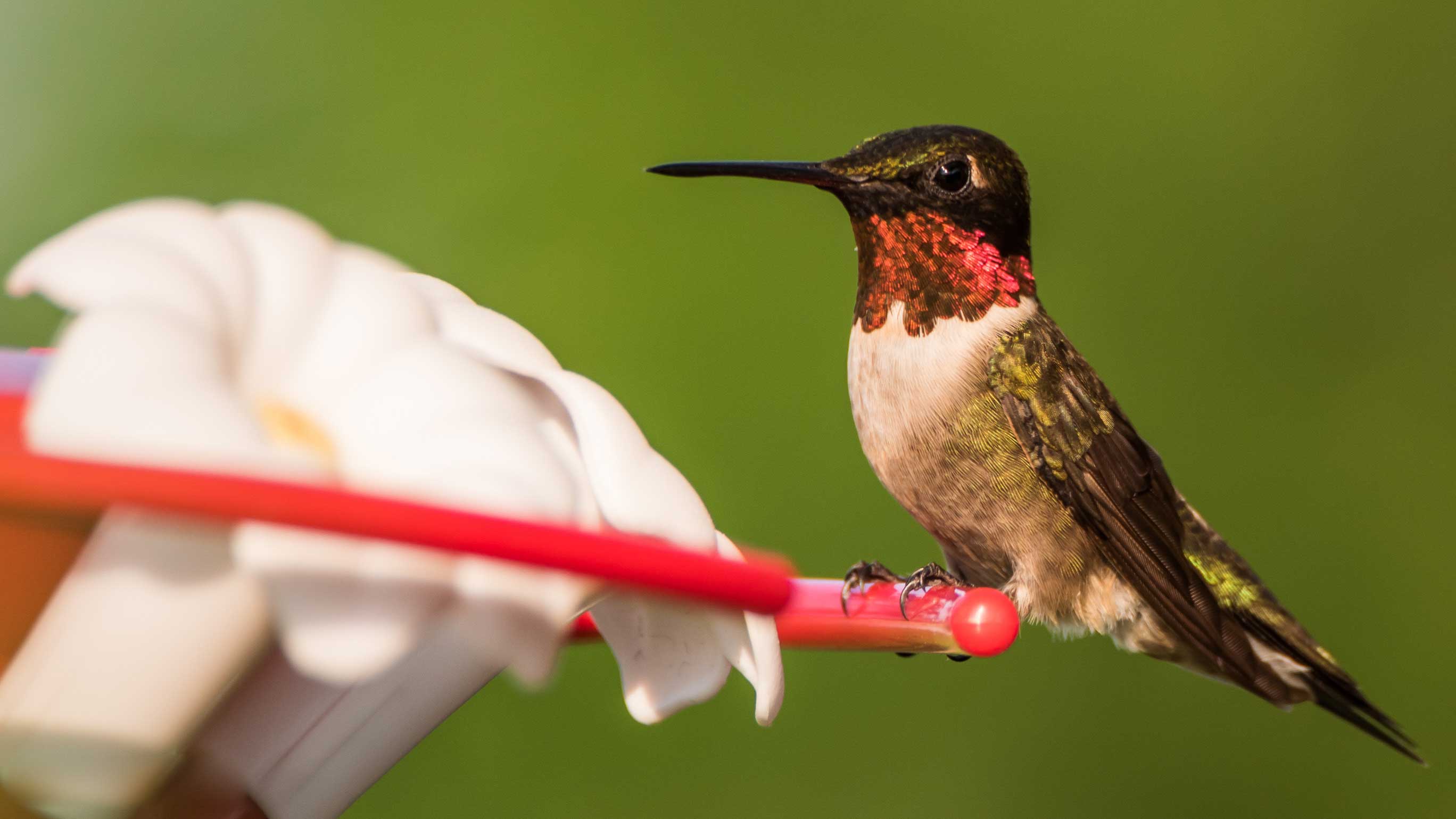 A hummingbird at a feeder.