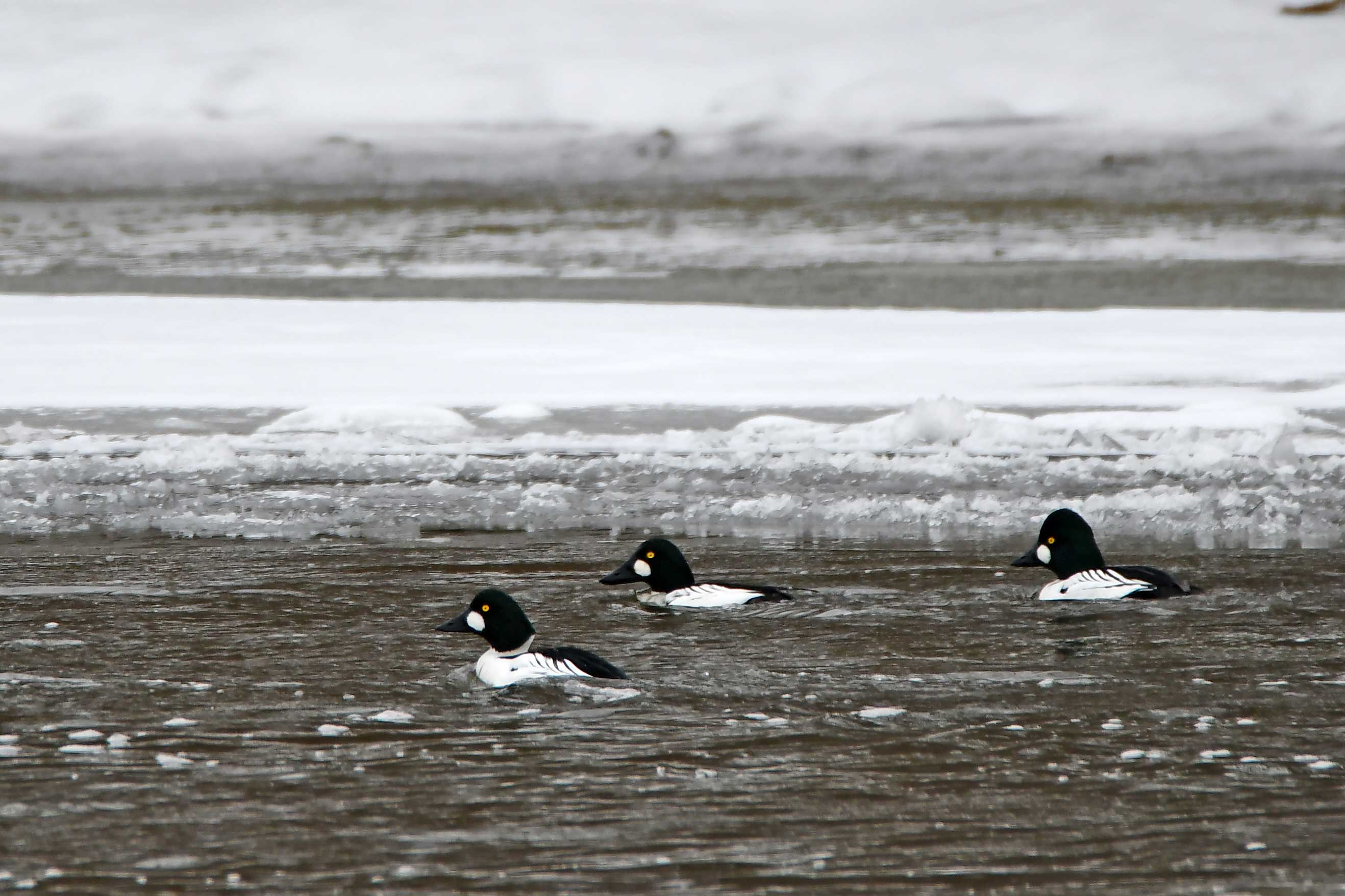 Three common goldeneyes swimming in water.