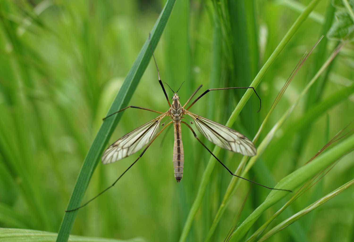 A spotted crane fly on grass.
