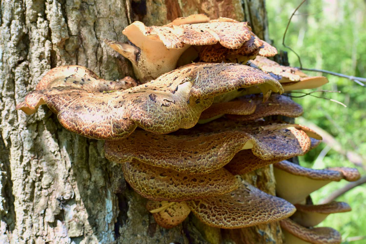 Dryads saddle fungus on a tree.