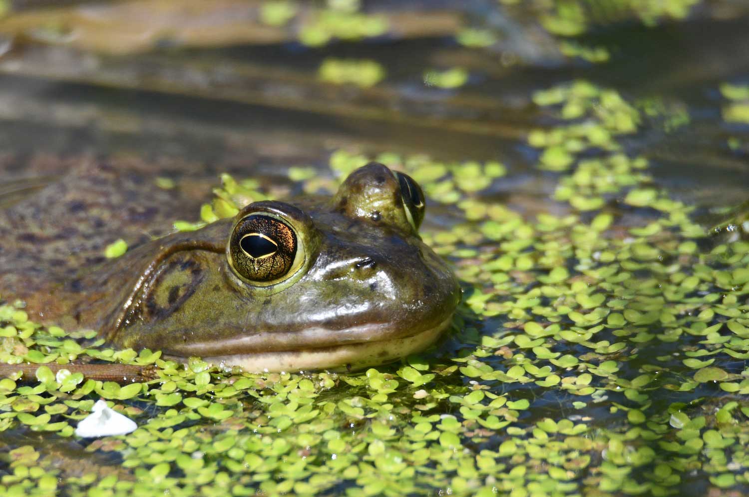 A frog in the water with its head sticking above the surface. Duckweed is surrounding the frog.