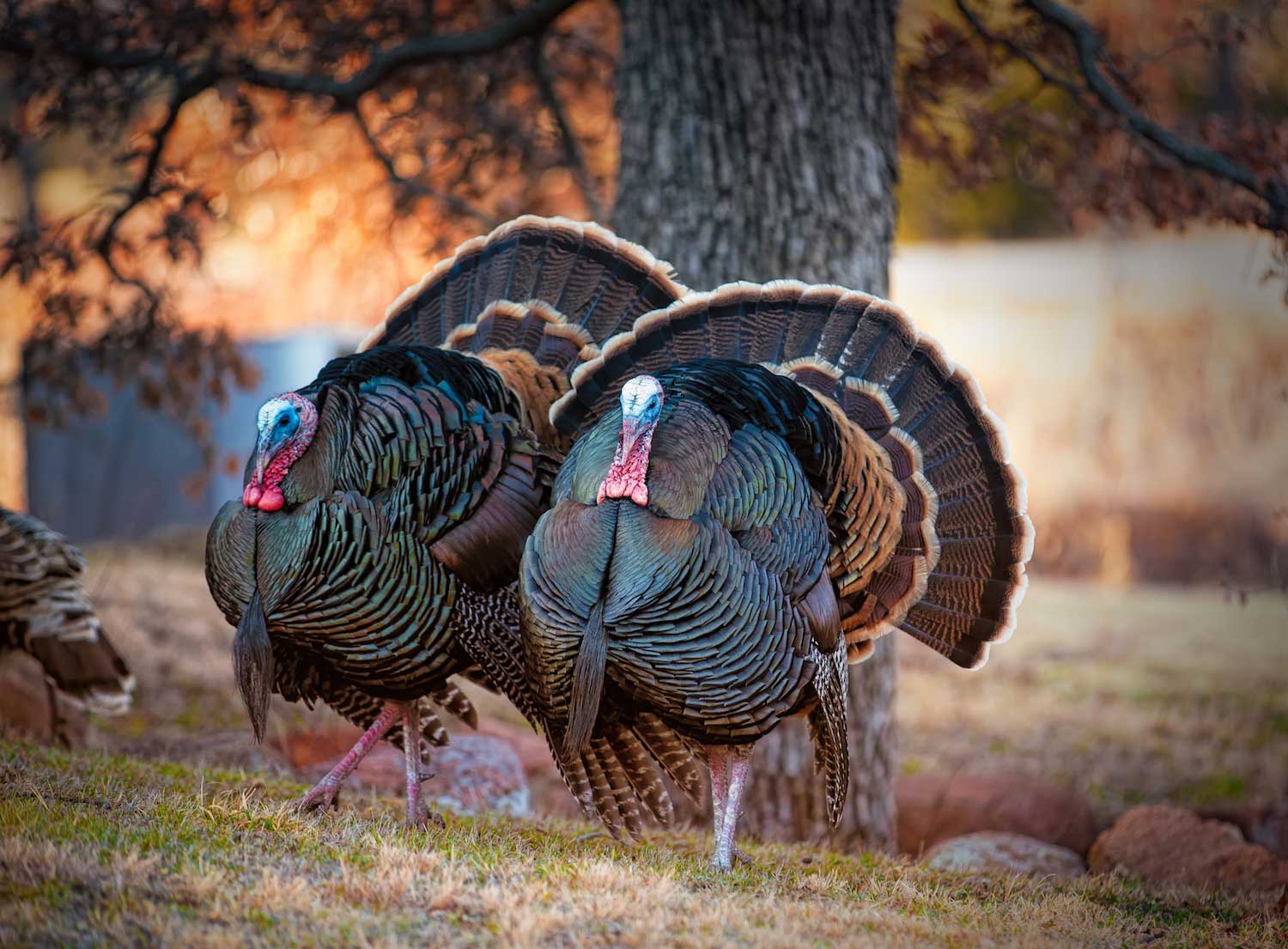 Two male wild turkeys with their feathers fanned out walking across the grass in front of a tree.