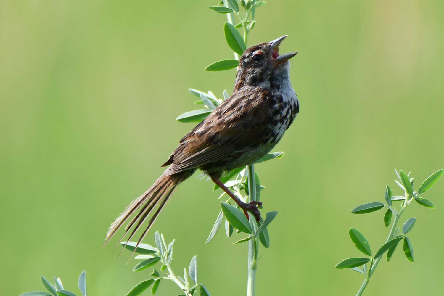 Female red-winged blackbird perched atop vegetation.