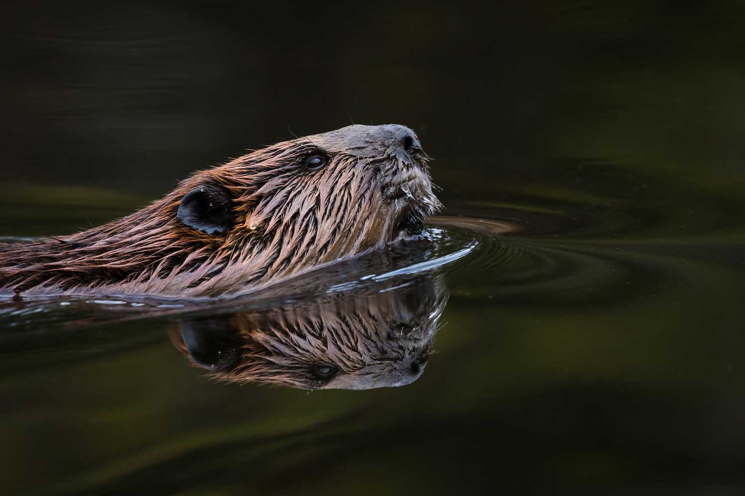 A beaver in the water.