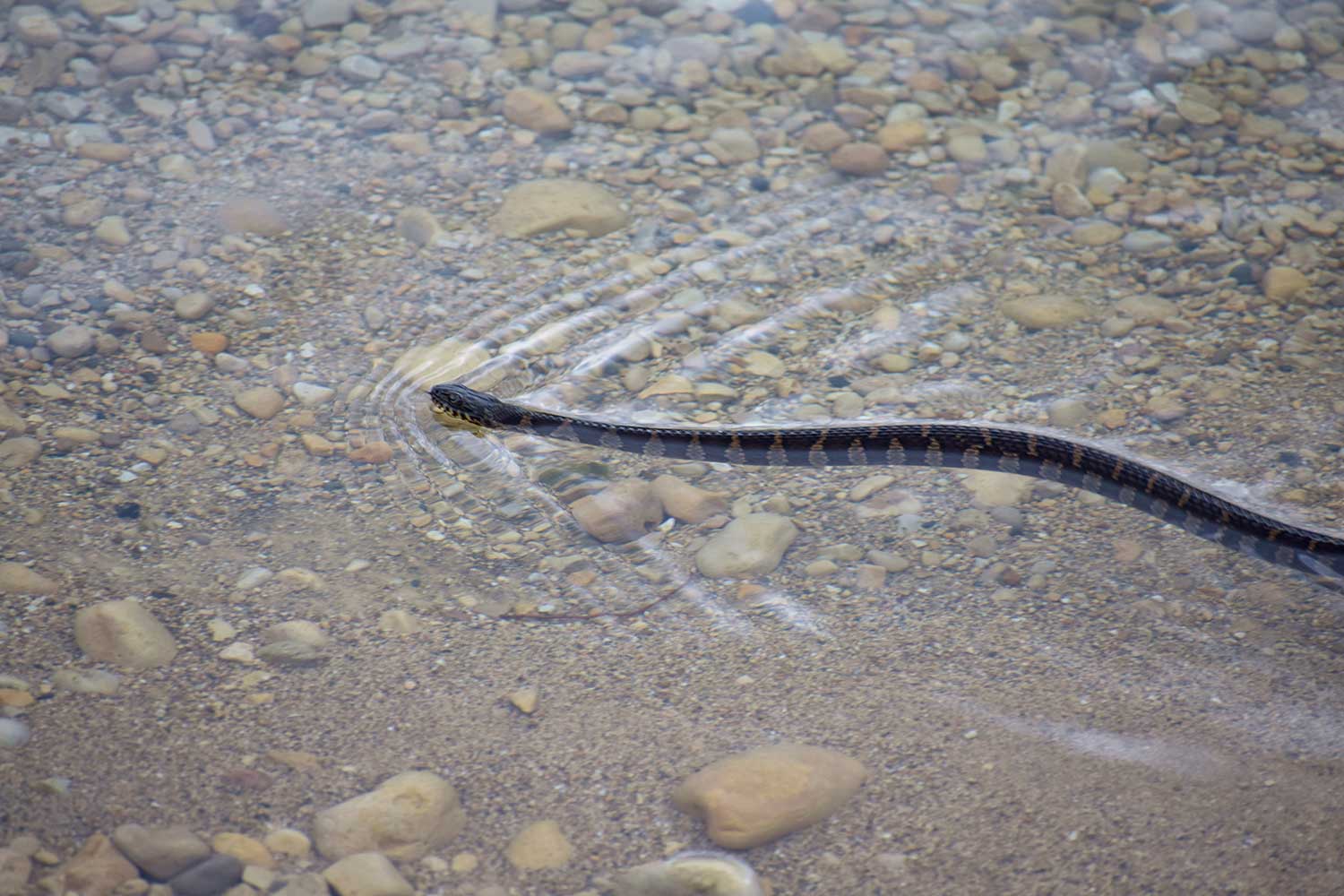 A snake swimming in shallow water.
