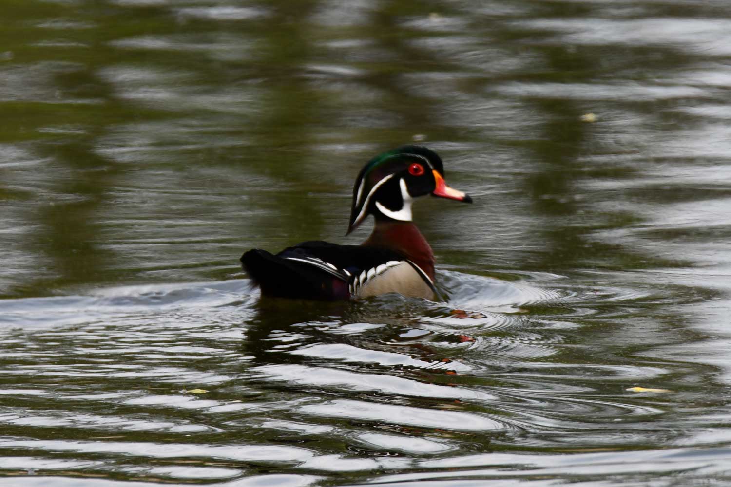 Wood duck in the water.