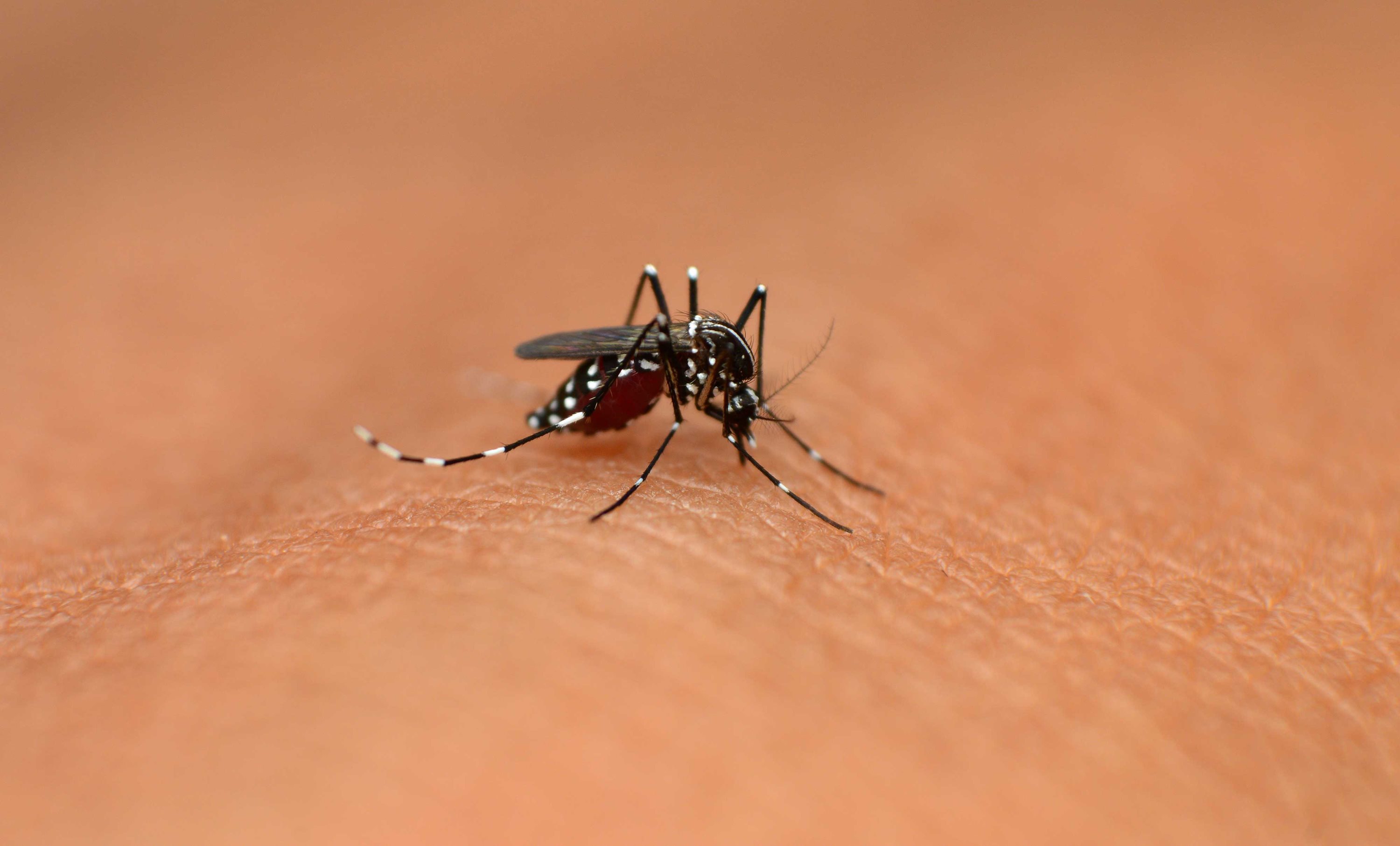 A mosquito on human skin.