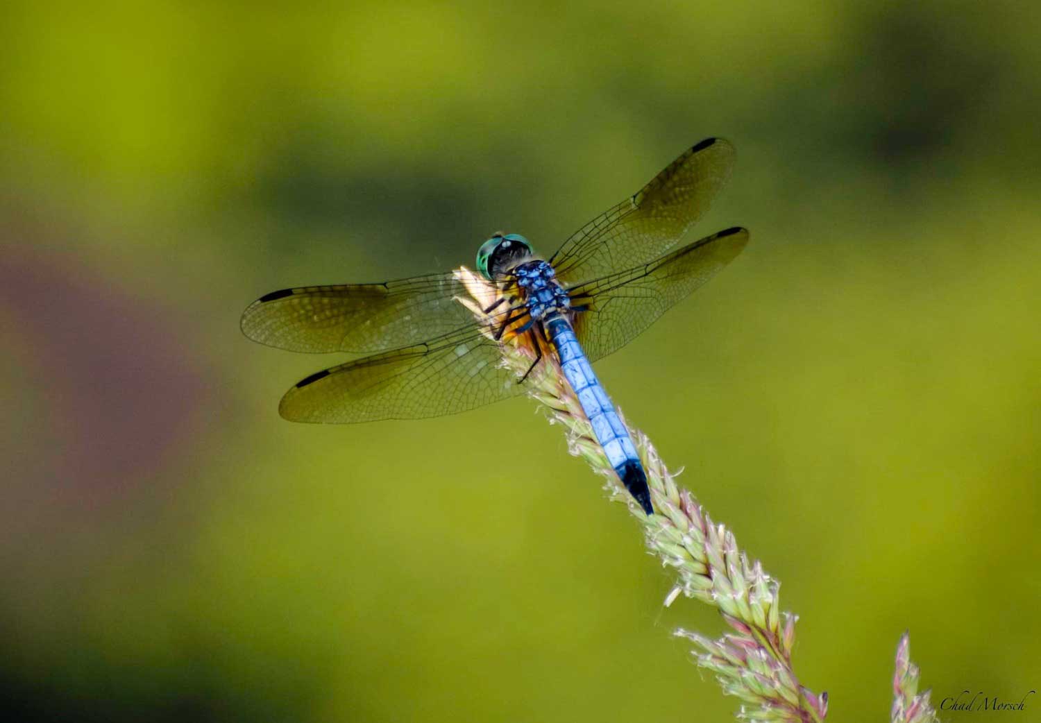 A blue dasher perched on a plant.