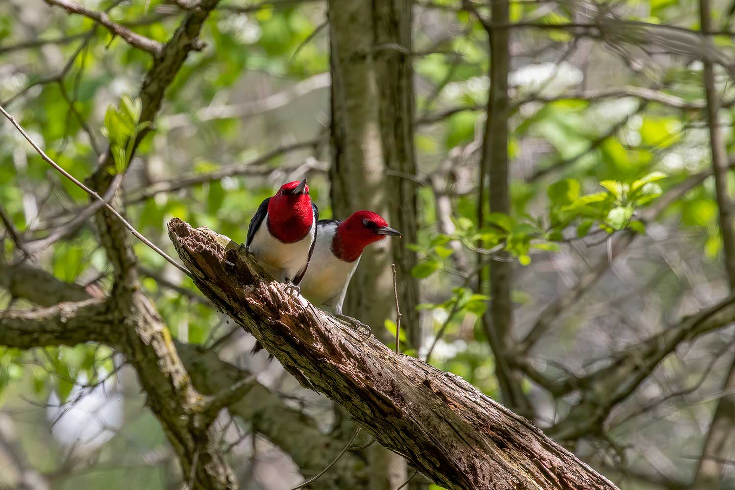 Two red-headed woodpeckers perched side by side on a broken tree branch.