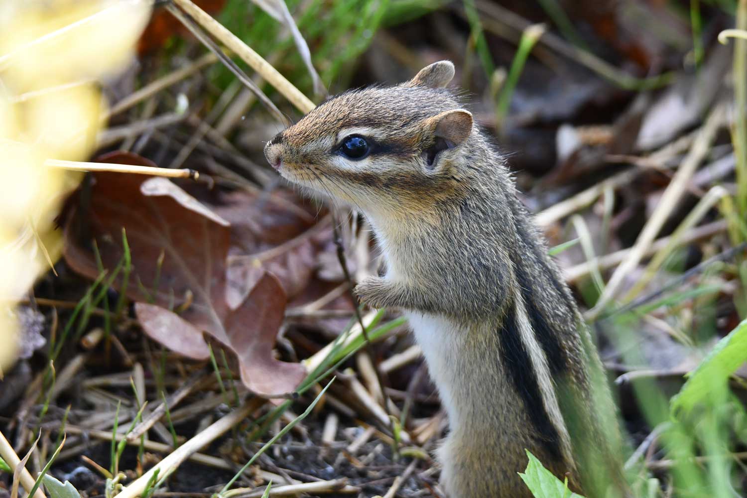 Chipmunk standing in grass with fallen leaves nearby.