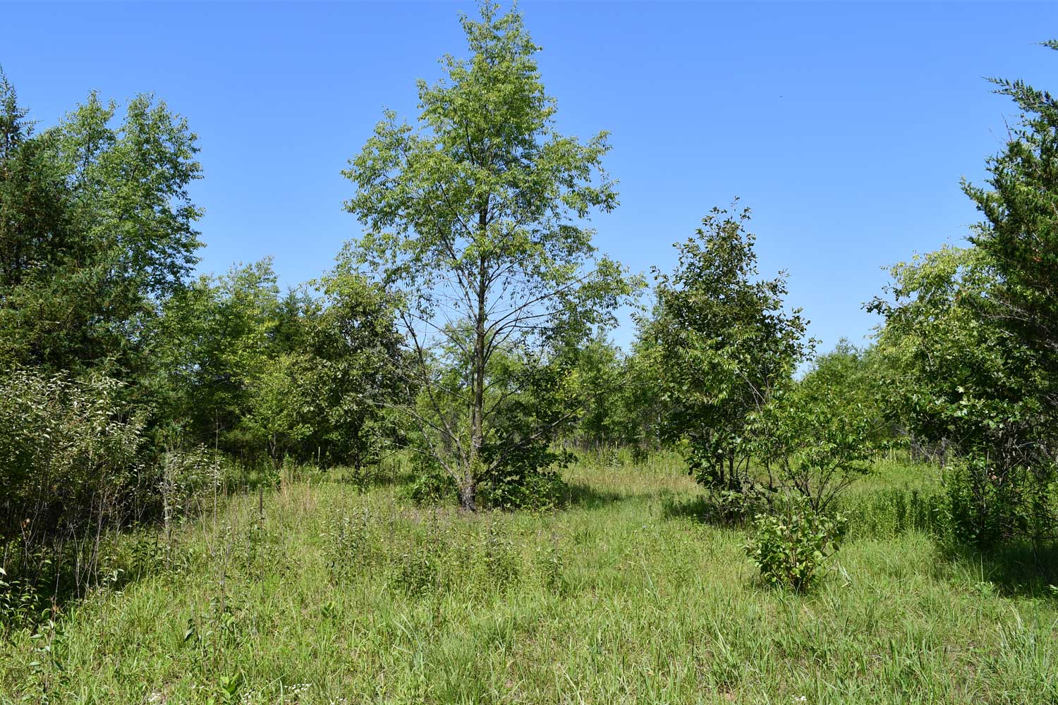 Grasses and trees next to a trail.