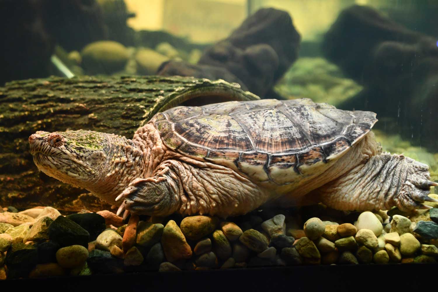 A snapping turtle in a tank.