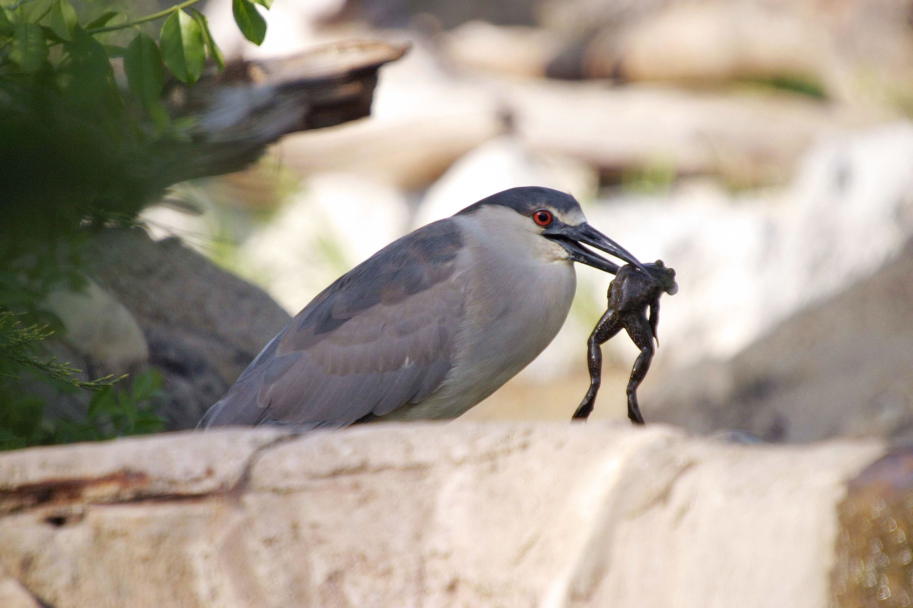 A black-crowned night heron with a frog in its mouth.