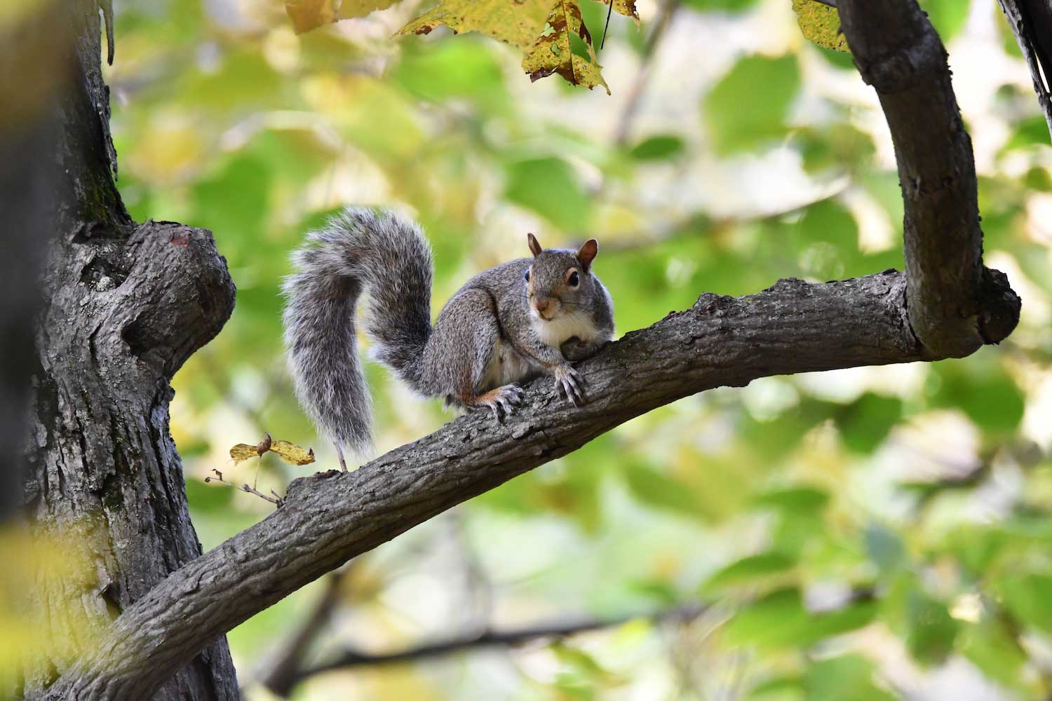 A squirrel on a tree branch.