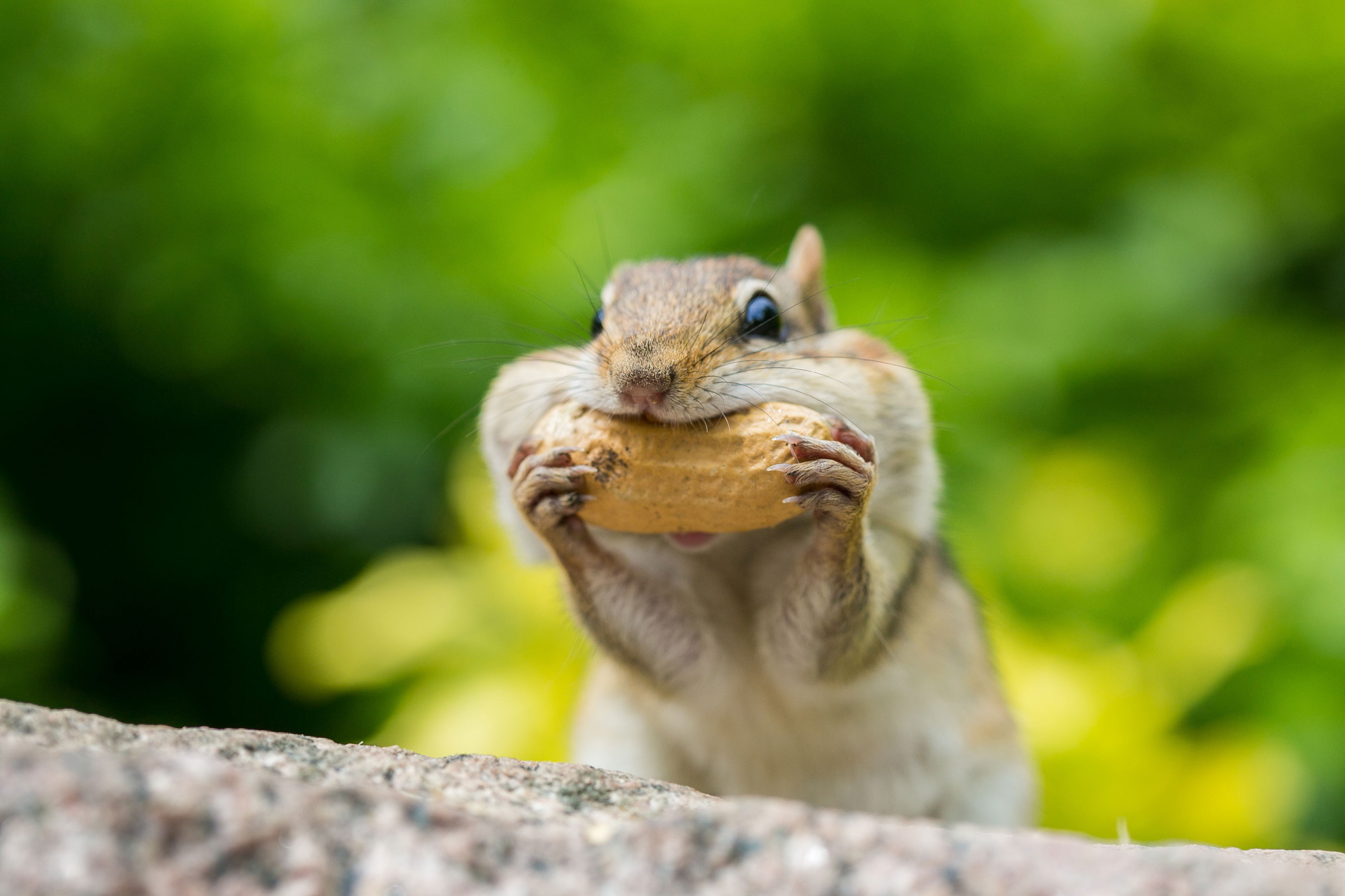 A chipmunk with a peanut in its mouth.